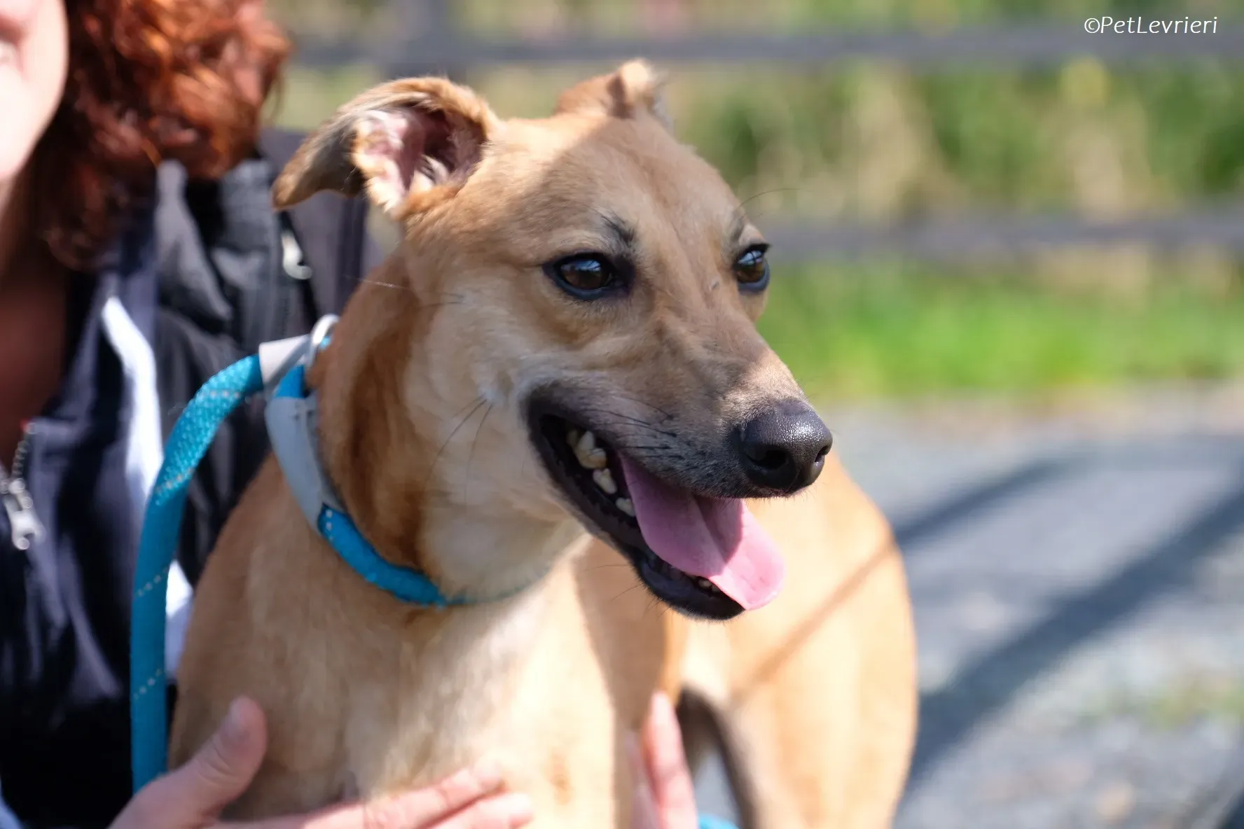 Fawn adozione levrieri greyhound 12 2