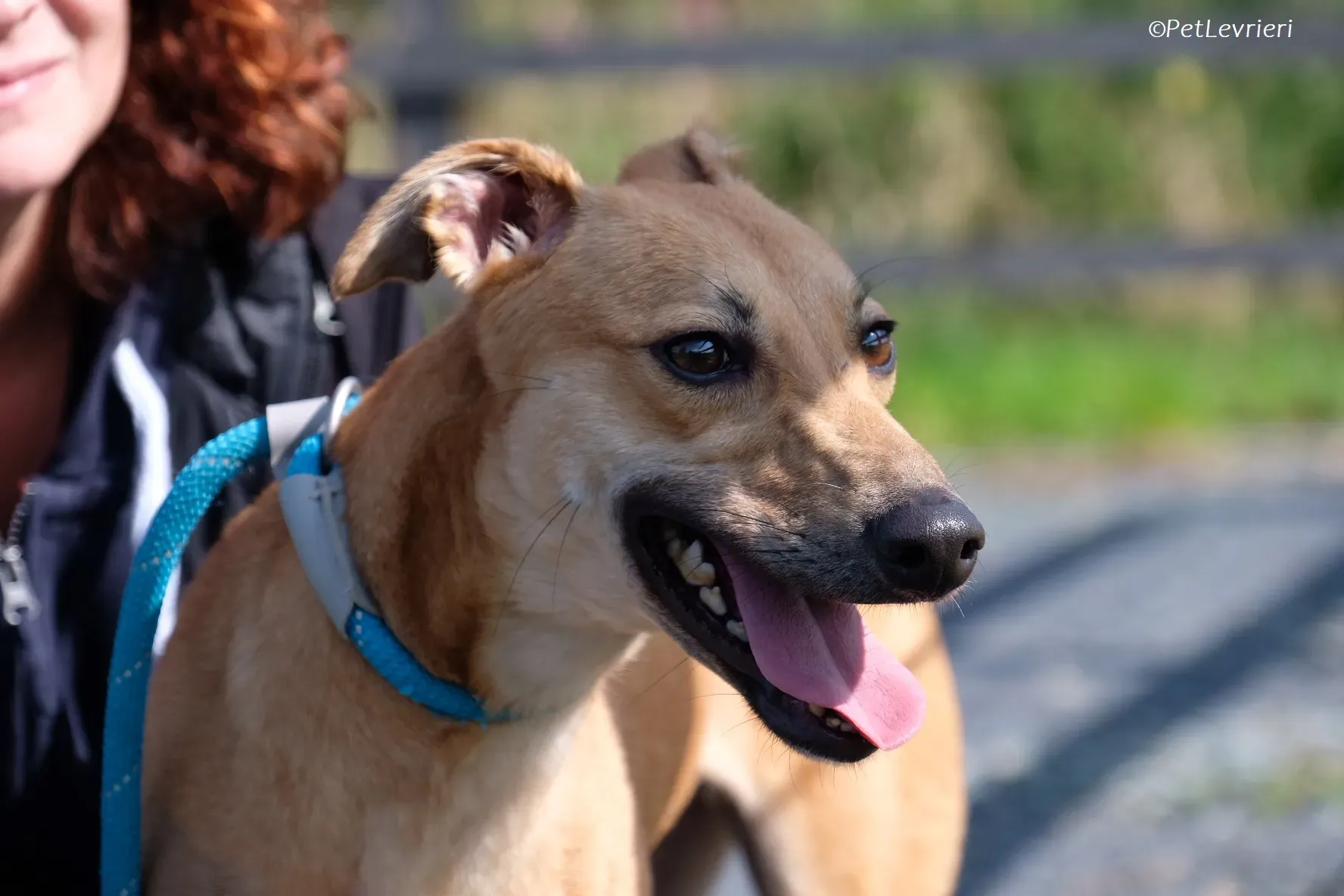Fawn adozione levrieri greyhound 13 2