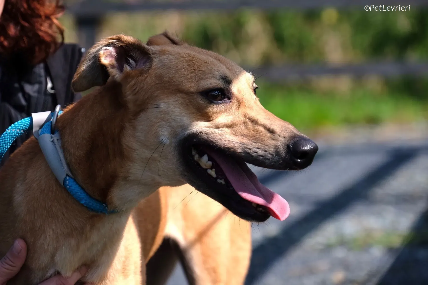 Fawn adozione levrieri greyhound 14 2