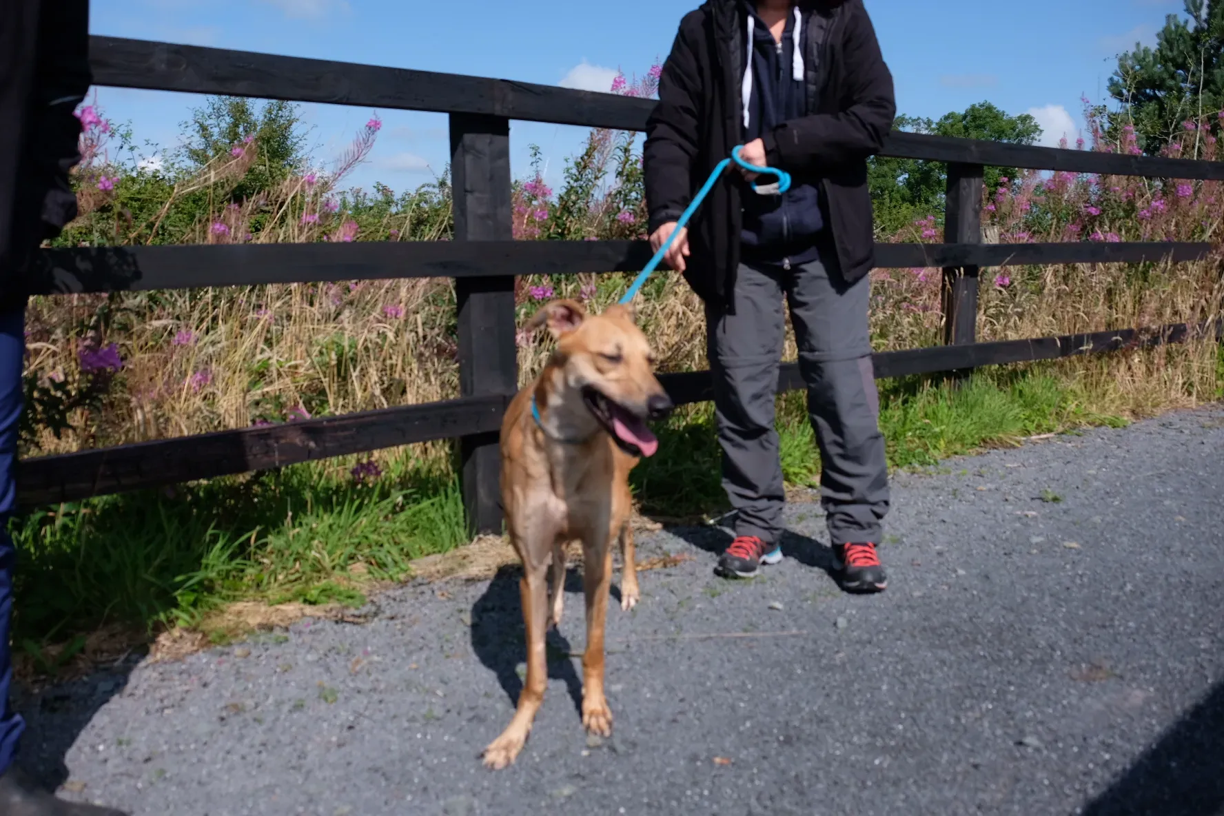 Fawn adozione levrieri greyhound 15 1