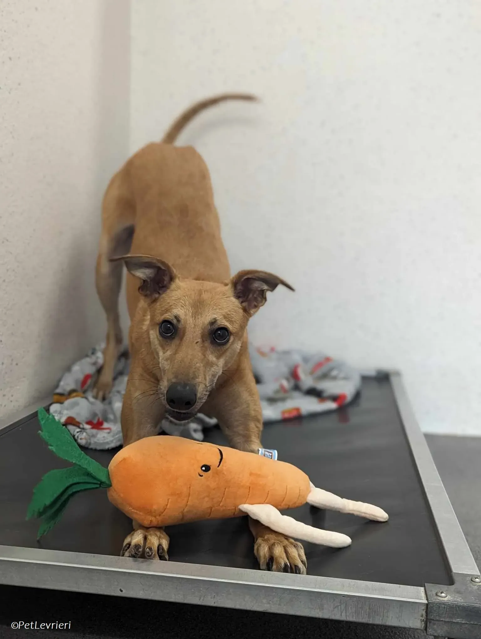 Fawn adozione levrieri greyhound 17