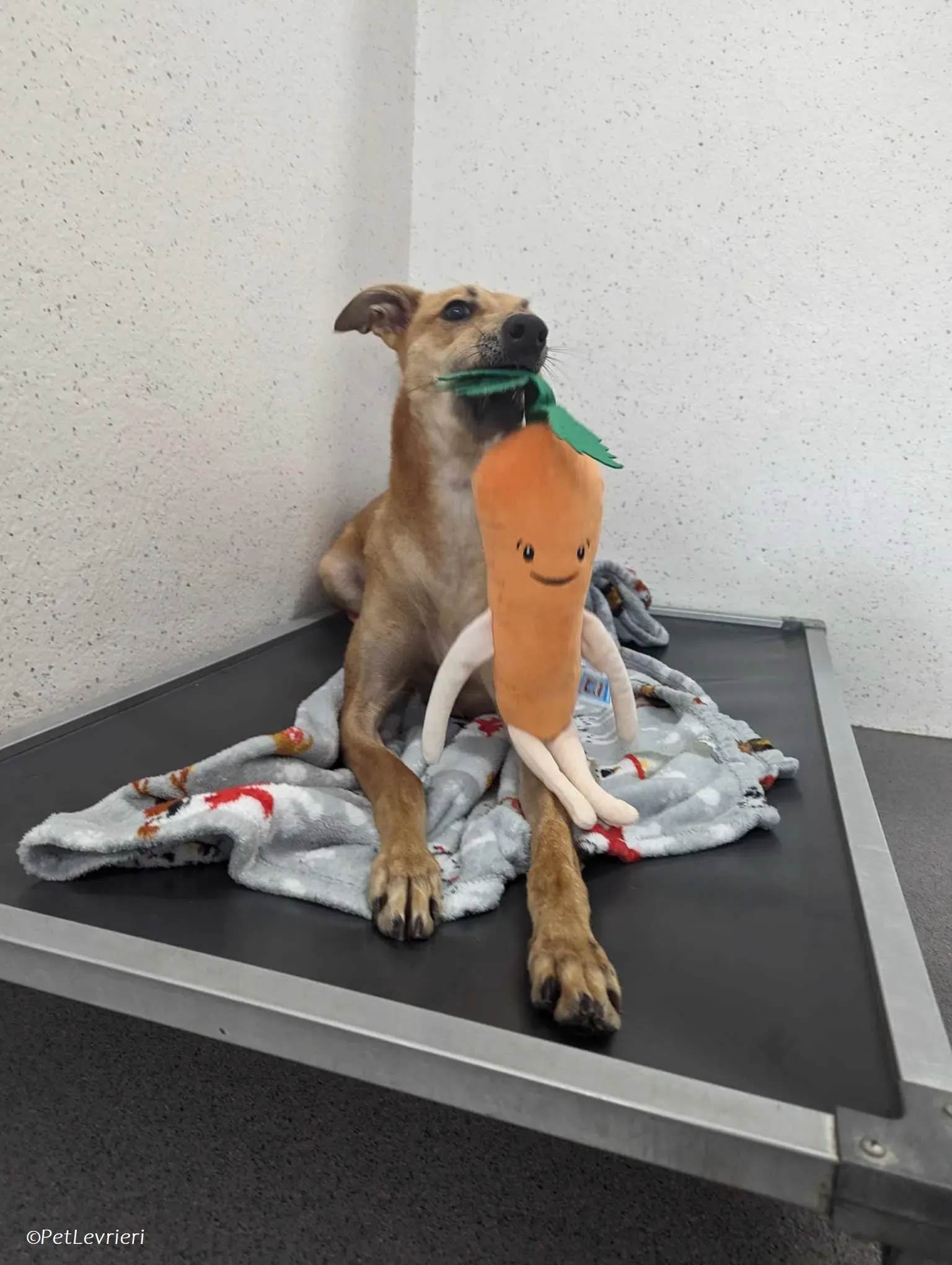 Fawn adozione levrieri greyhound 18