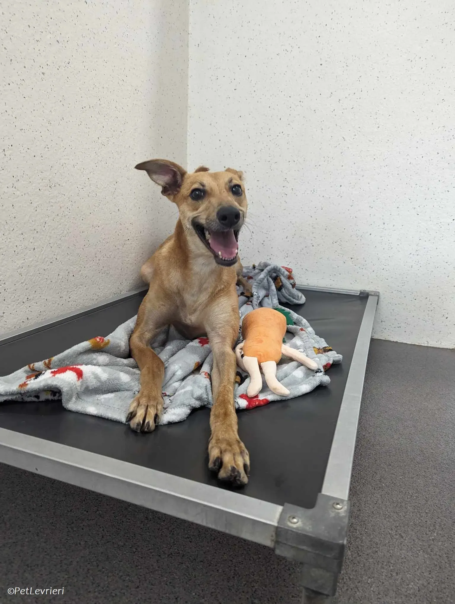 Fawn adozione levrieri greyhound 19