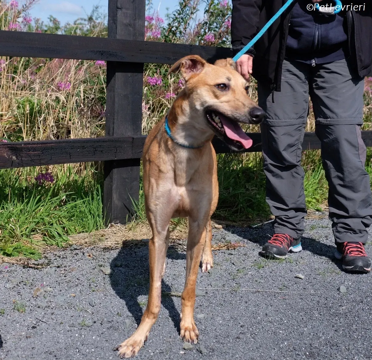 Fawn adozione levrieri greyhound 2 2