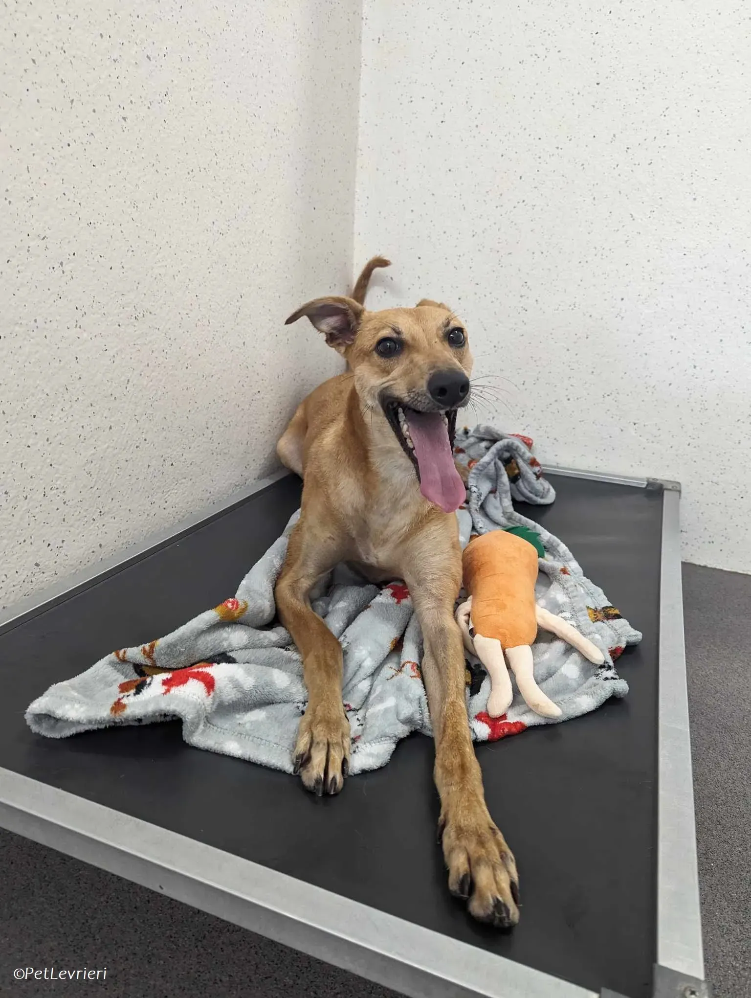 Fawn adozione levrieri greyhound 20