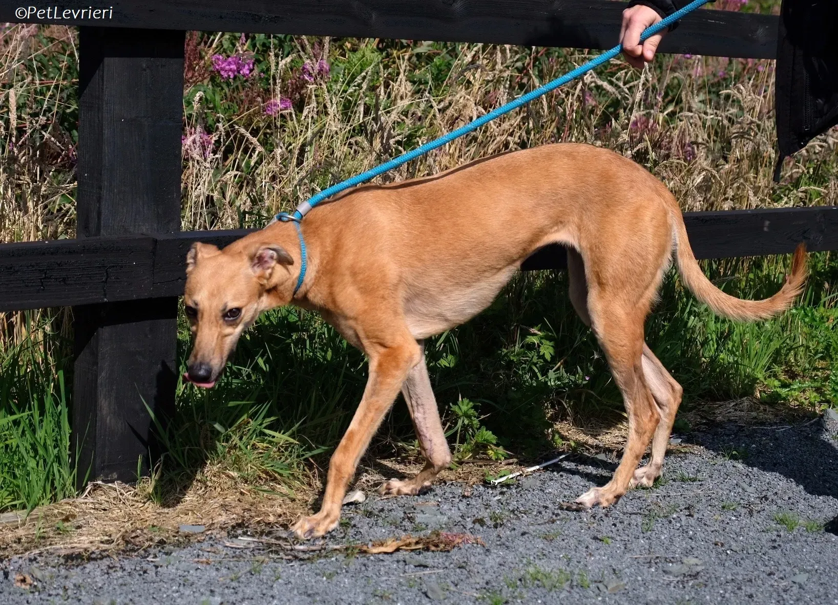 Fawn adozione levrieri greyhound 3 2