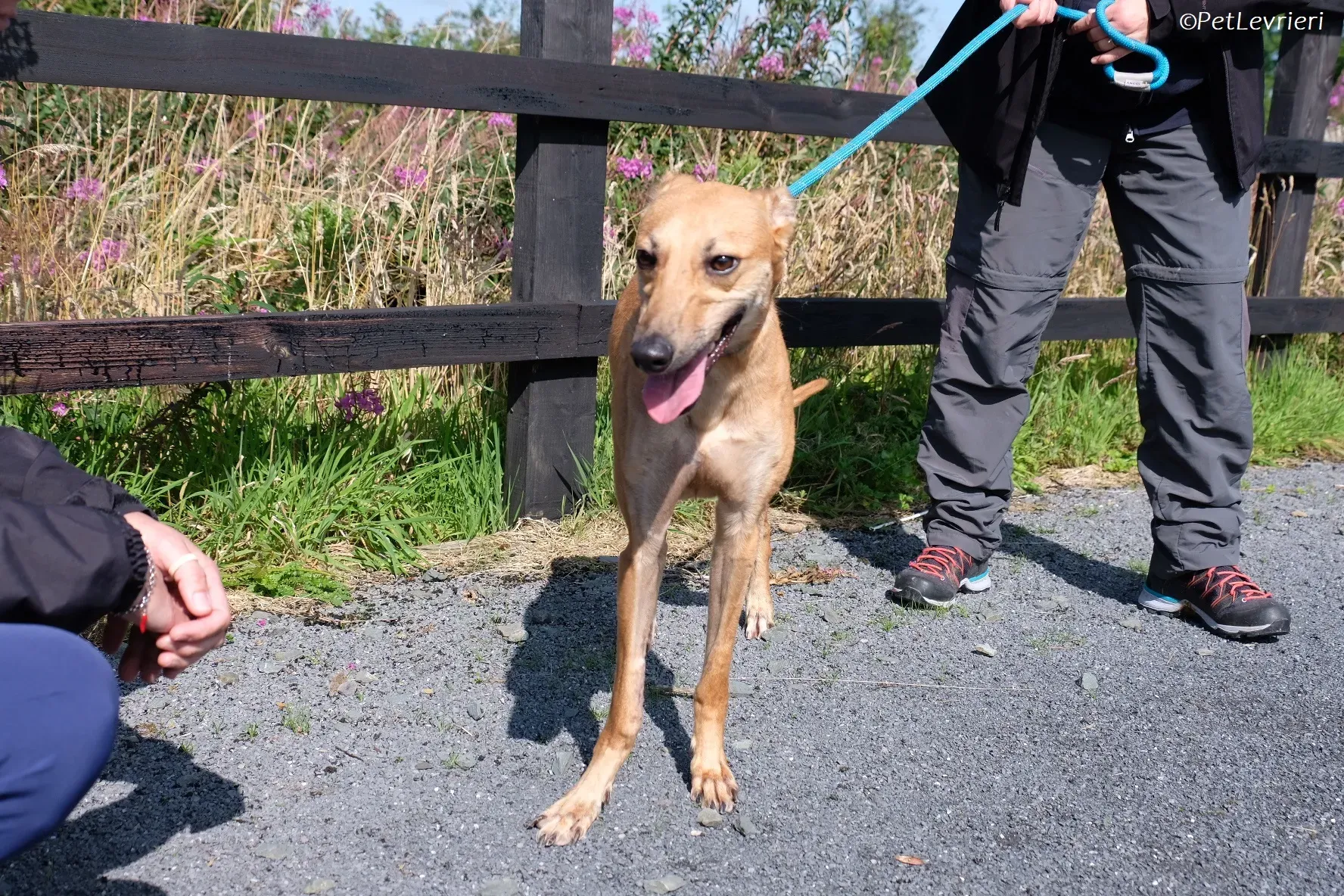 Fawn adozione levrieri greyhound 4 2