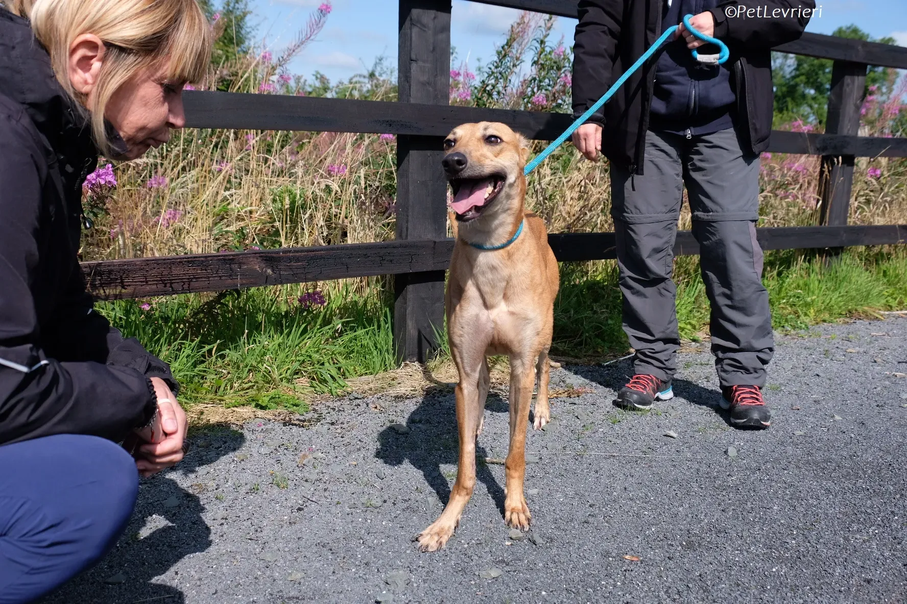 Fawn adozione levrieri greyhound 5 2