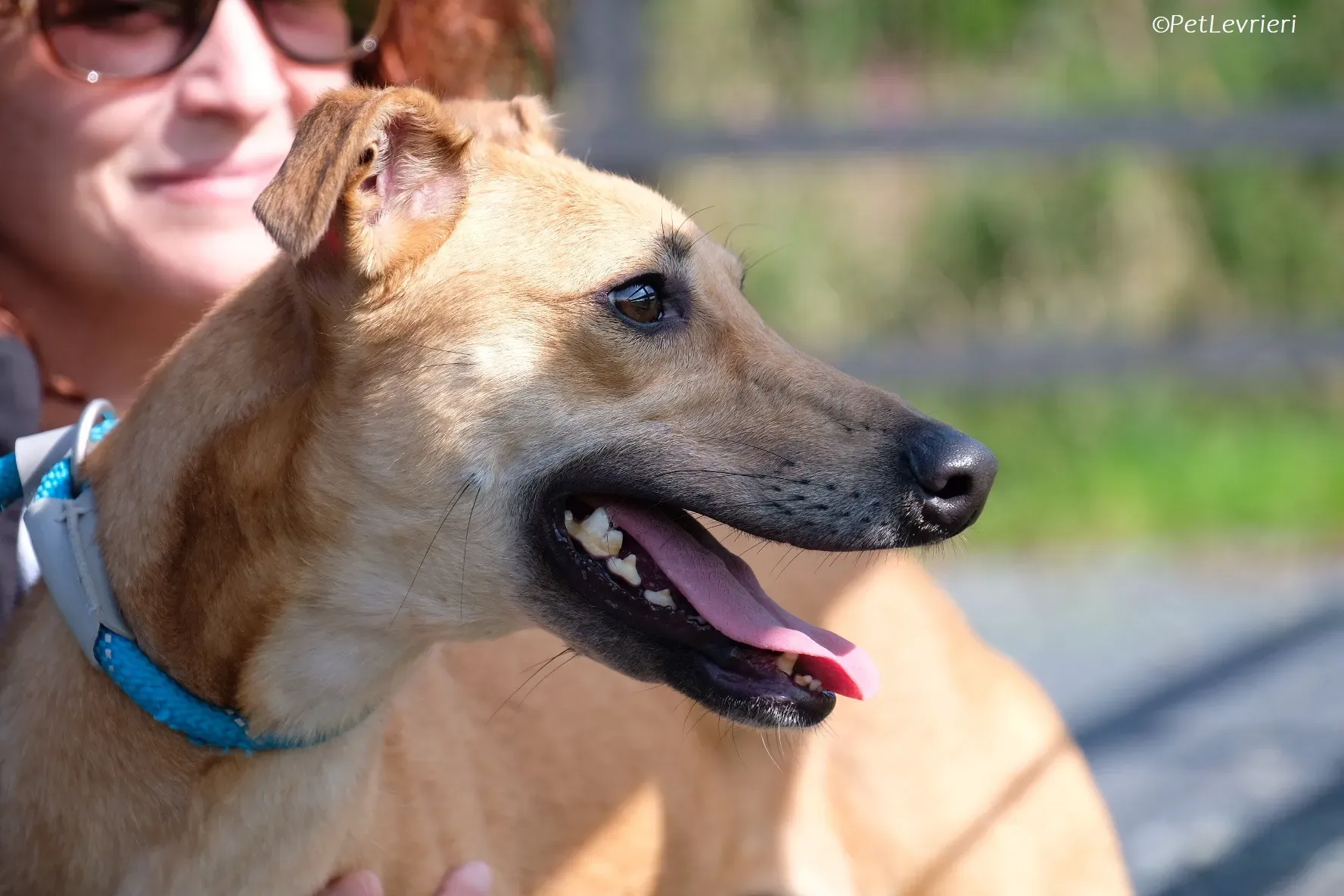 Fawn adozione levrieri greyhound 6 2