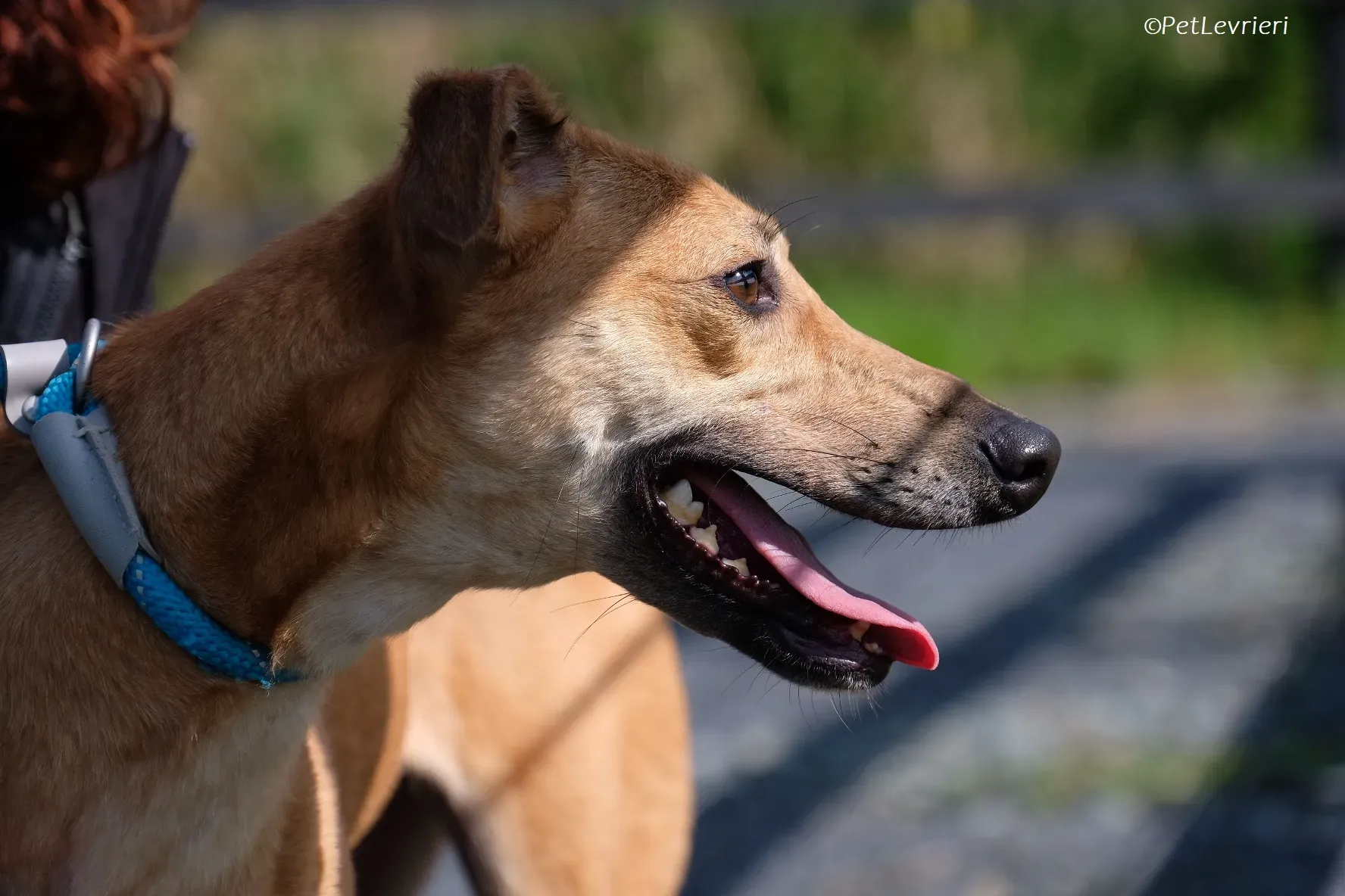 Fawn adozione levrieri greyhound 7 2