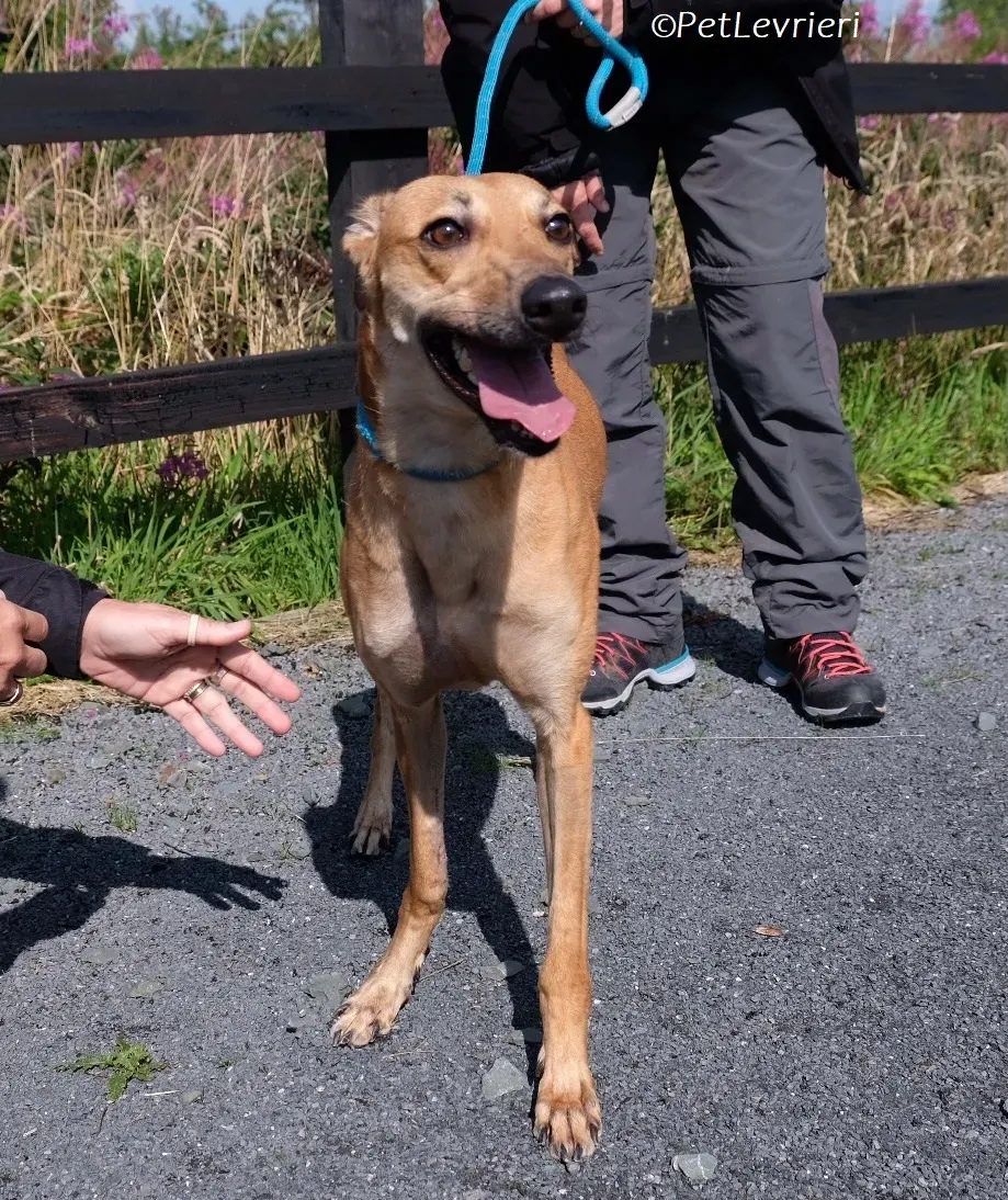 Fawn adozione levrieri greyhound 8 2