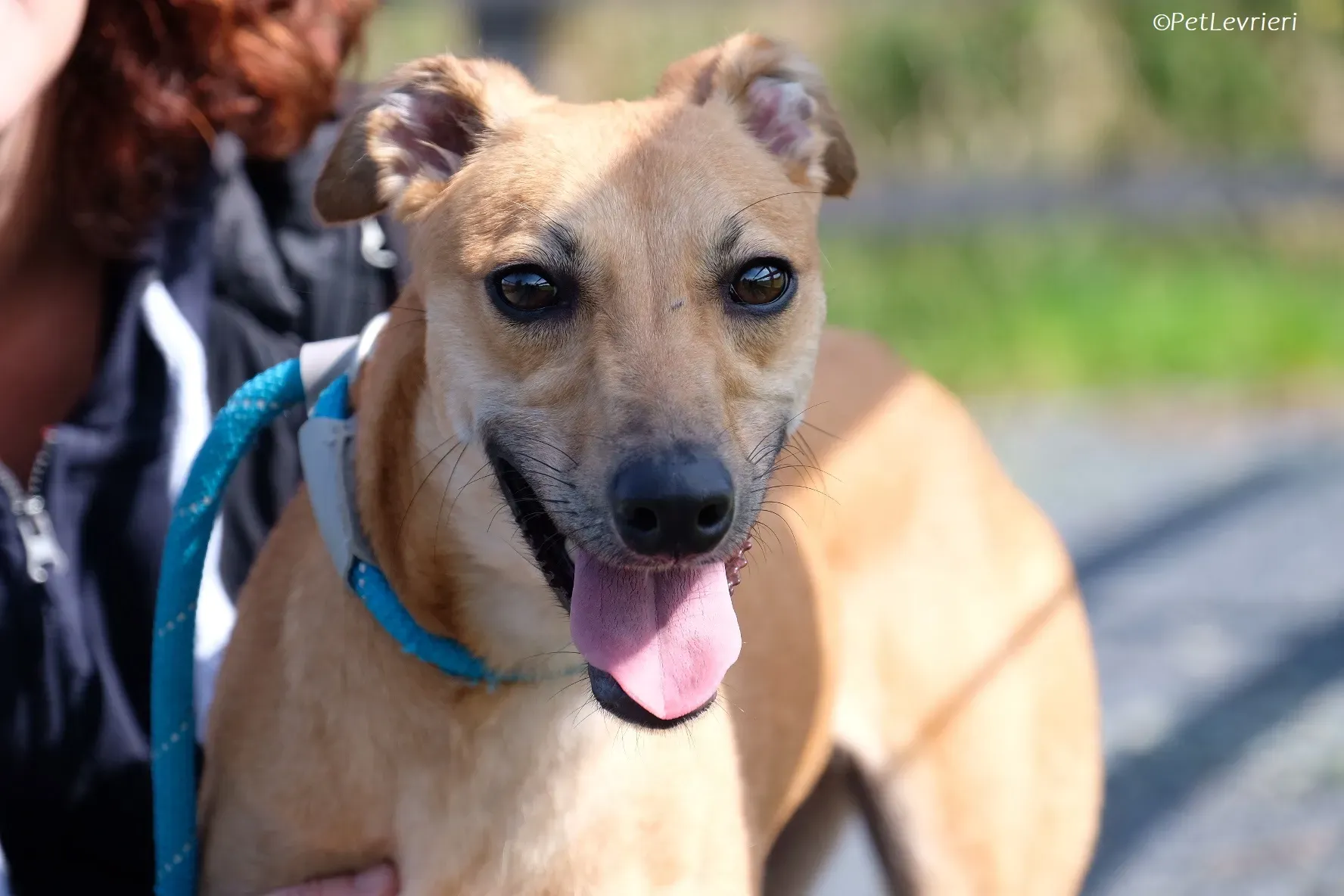 Fawn adozione levrieri greyhound 9 2