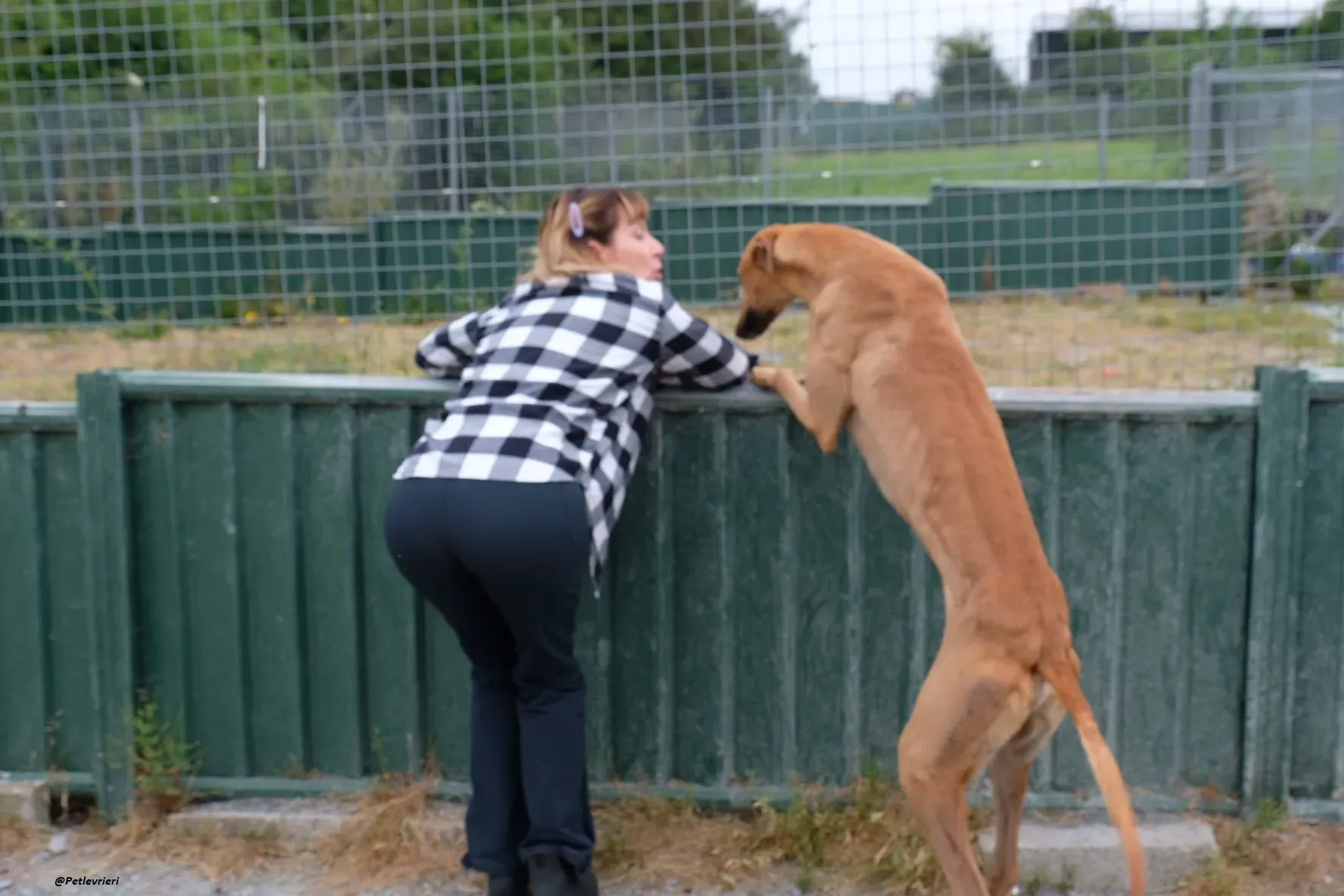 Fawney adozionelevrieri greyhound 10