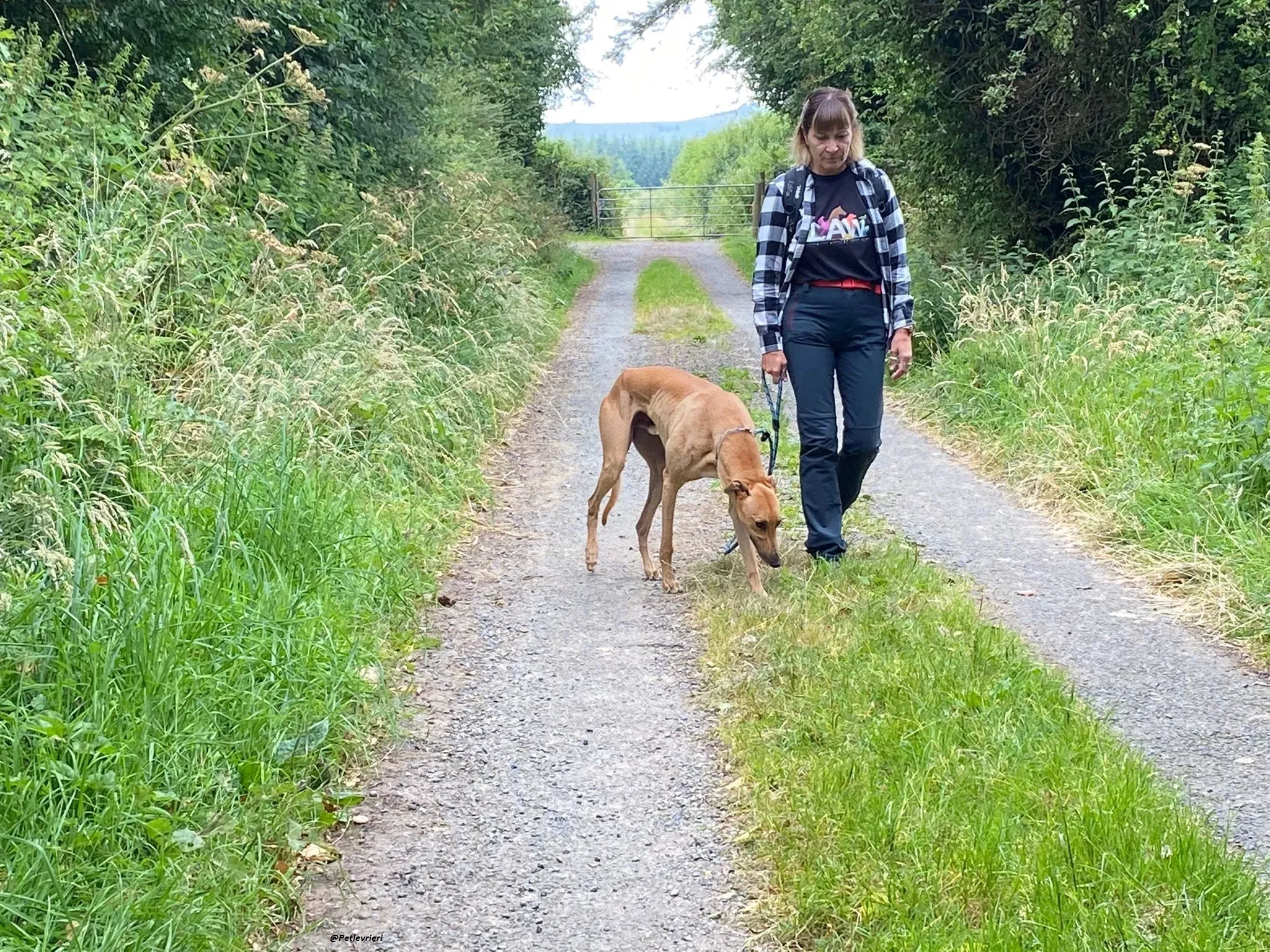 Fawney adozionelevrieri greyhound 11