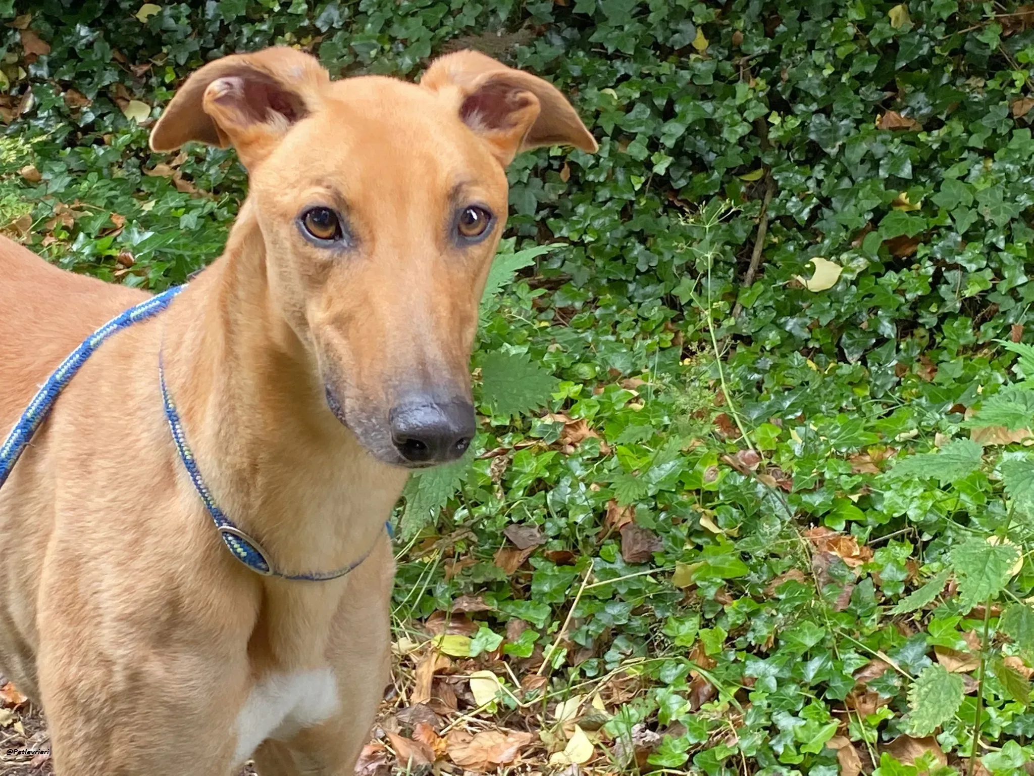 Fawney adozionelevrieri greyhound 12