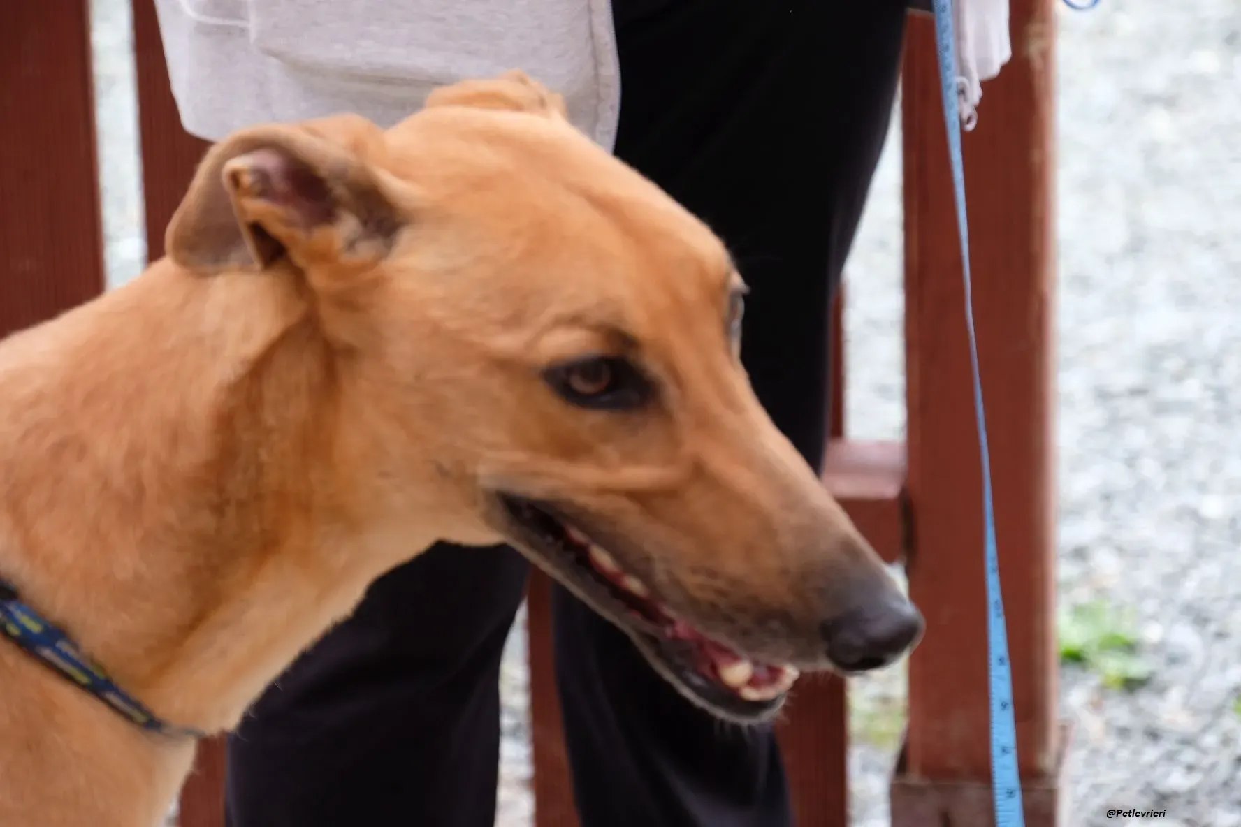 Fawney adozionelevrieri greyhound 2