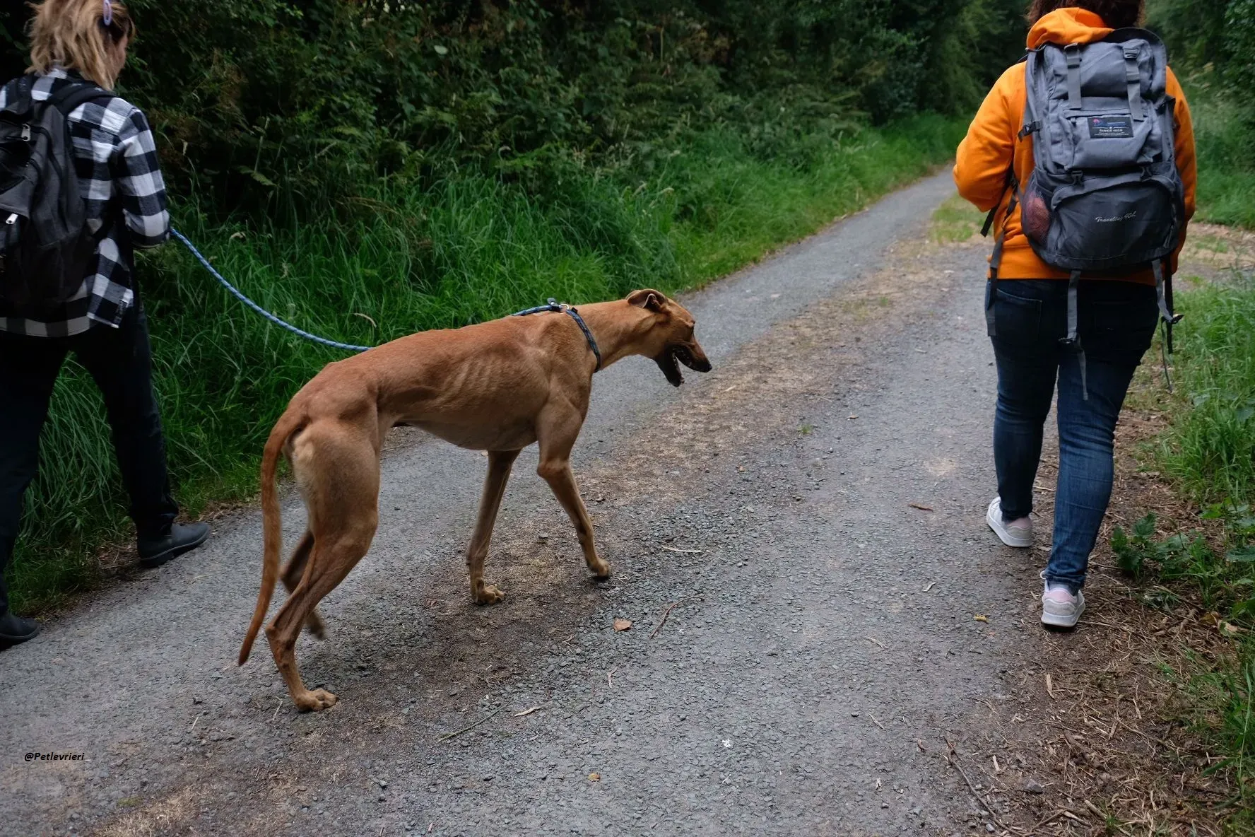Fawney adozionelevrieri greyhound 3