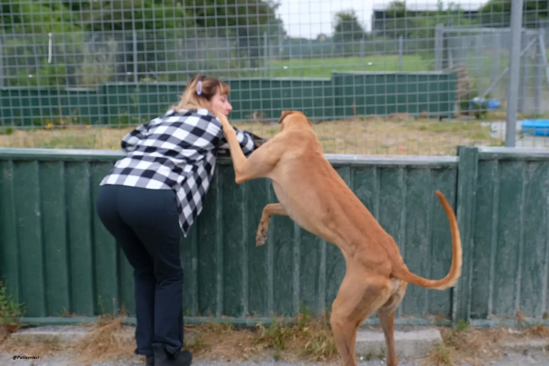 Fawney adozionelevrieri greyhound 4