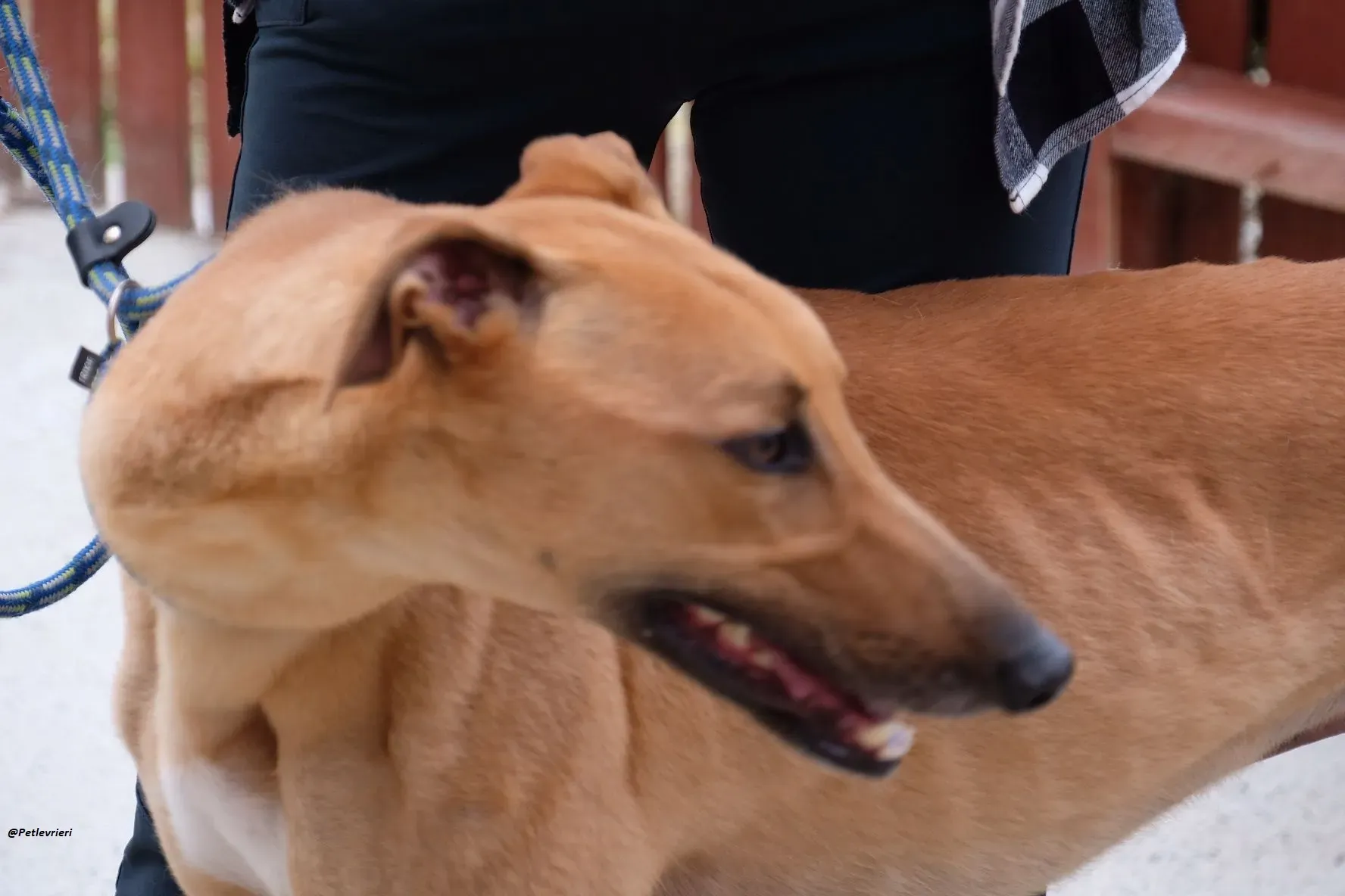 Fawney adozionelevrieri greyhound 5