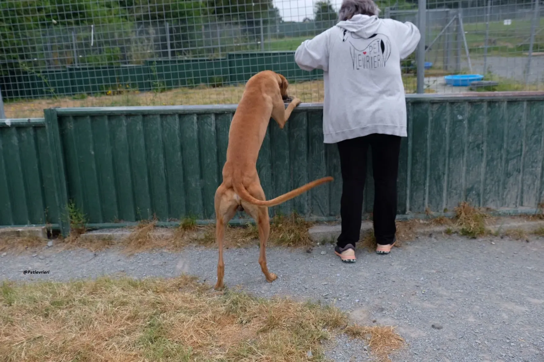 Fawney adozionelevrieri greyhound 6