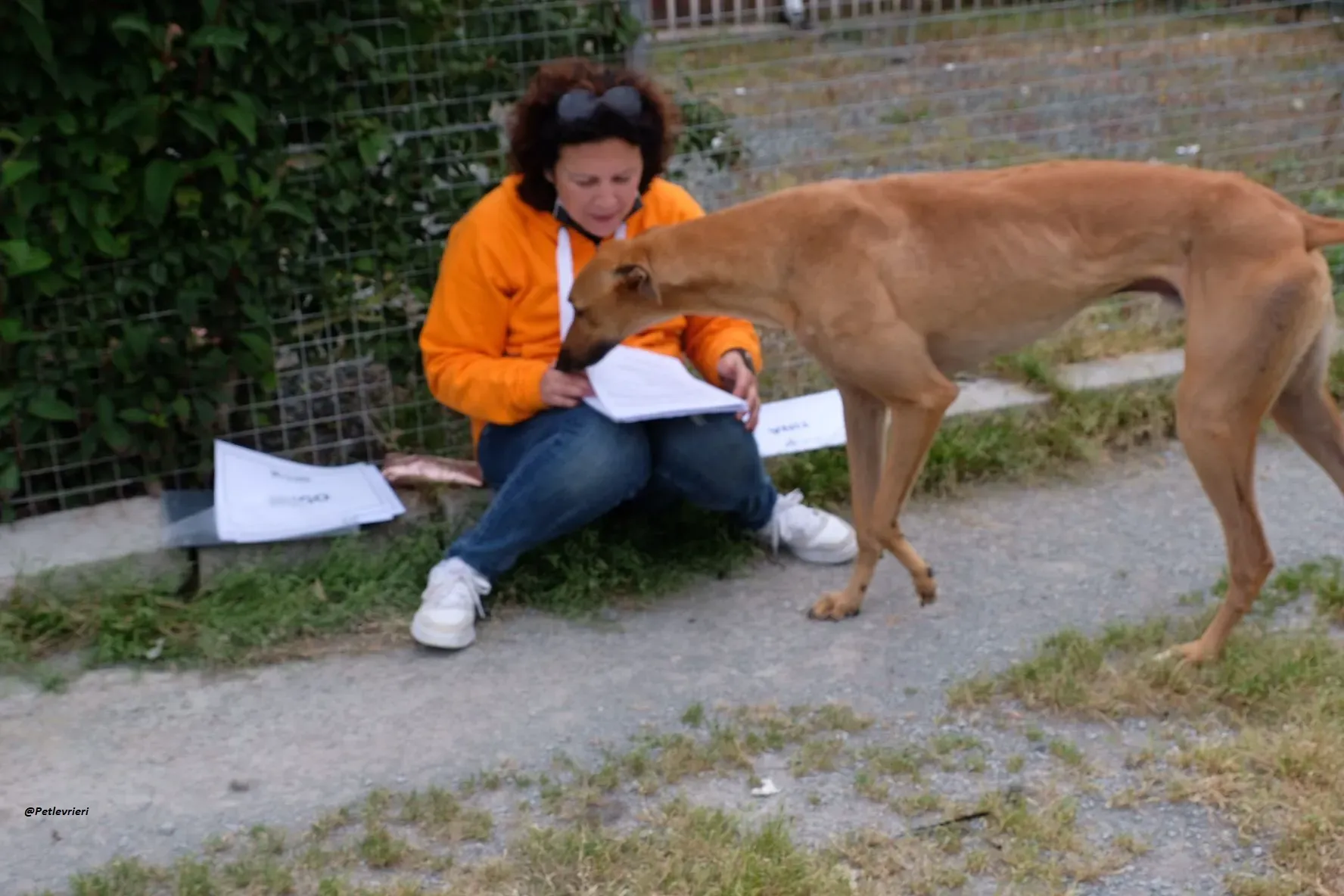 Fawney adozionelevrieri greyhound 7