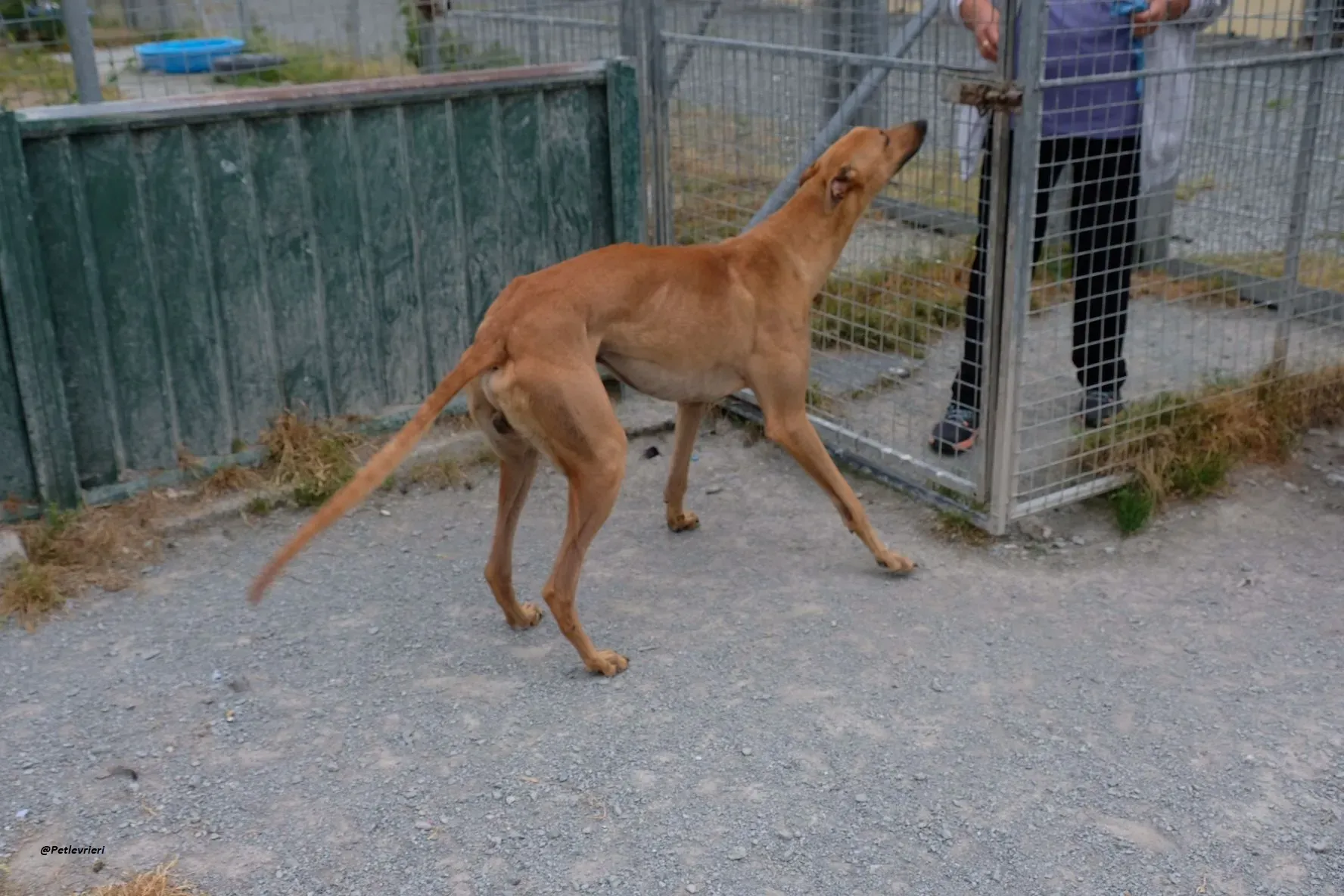 Fawney adozionelevrieri greyhound 8