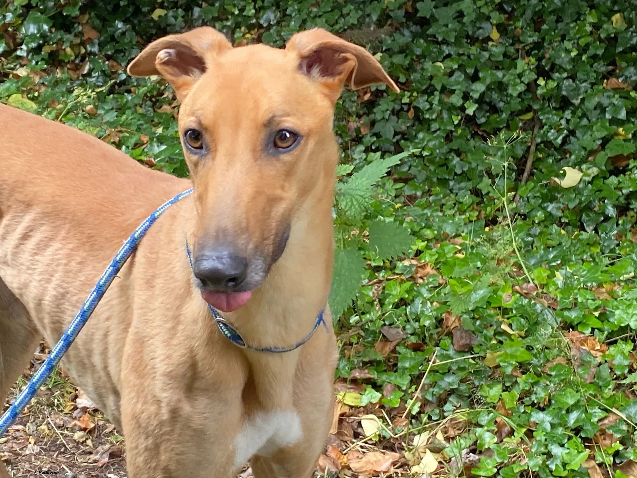 Fawney adozionelevrieri greyhound 9