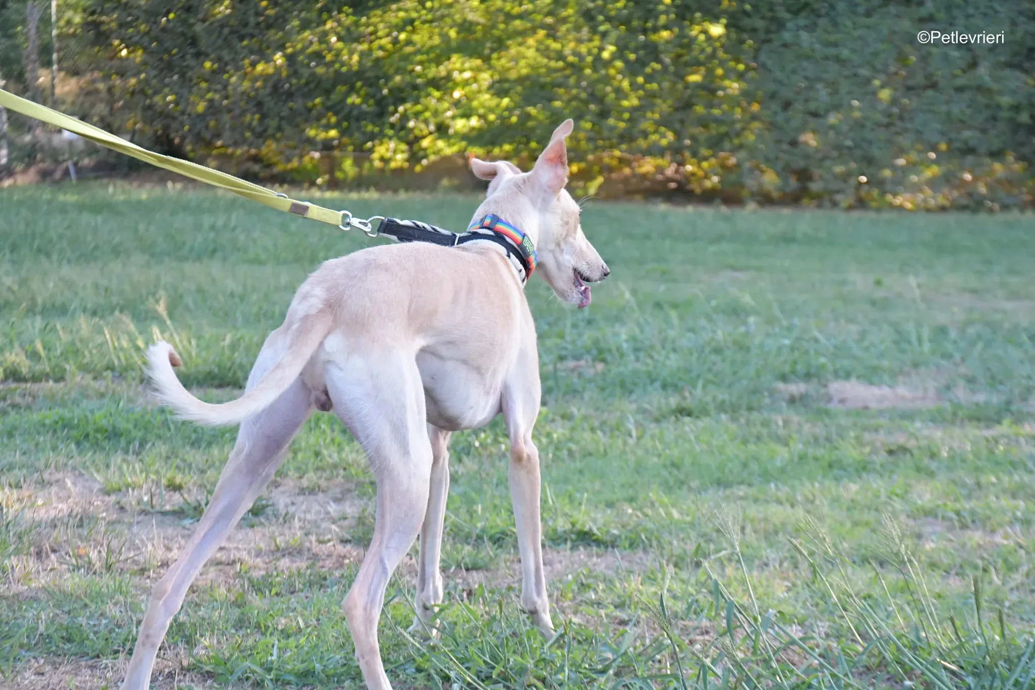 Febo adozione levrieri galgo.20