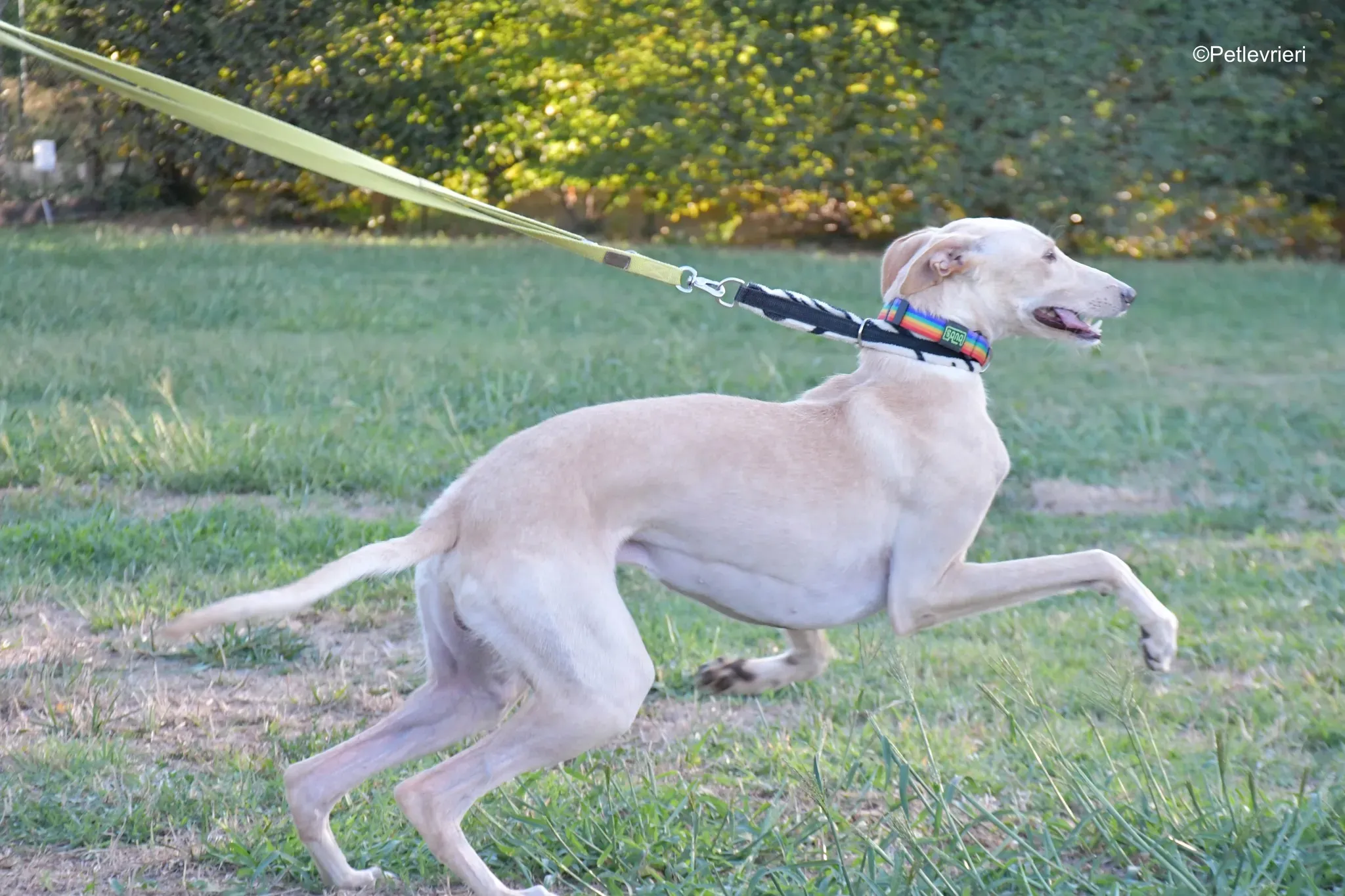 Febo adozione levrieri galgo.22