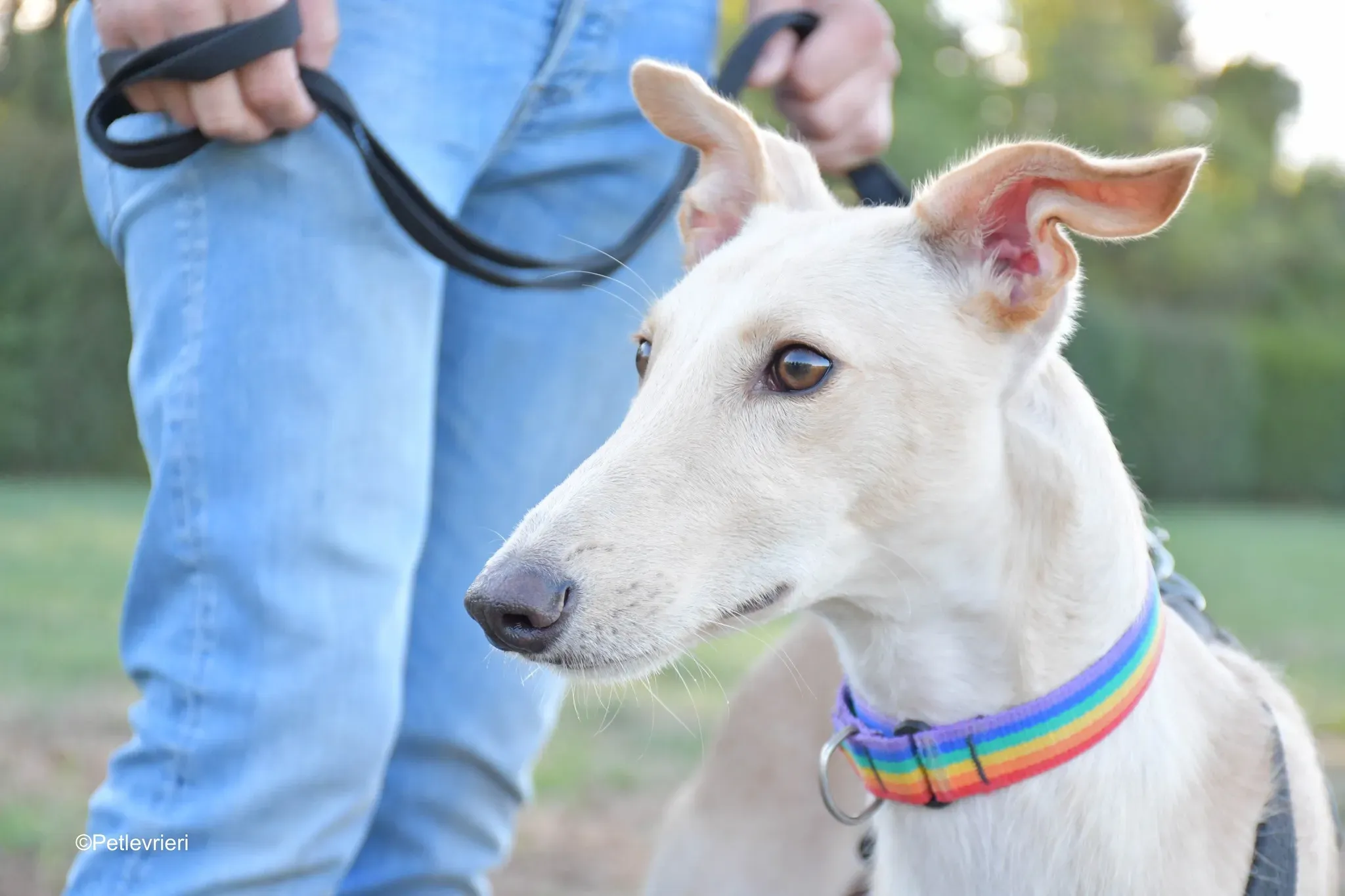 Febo adozione levrieri galgo.23