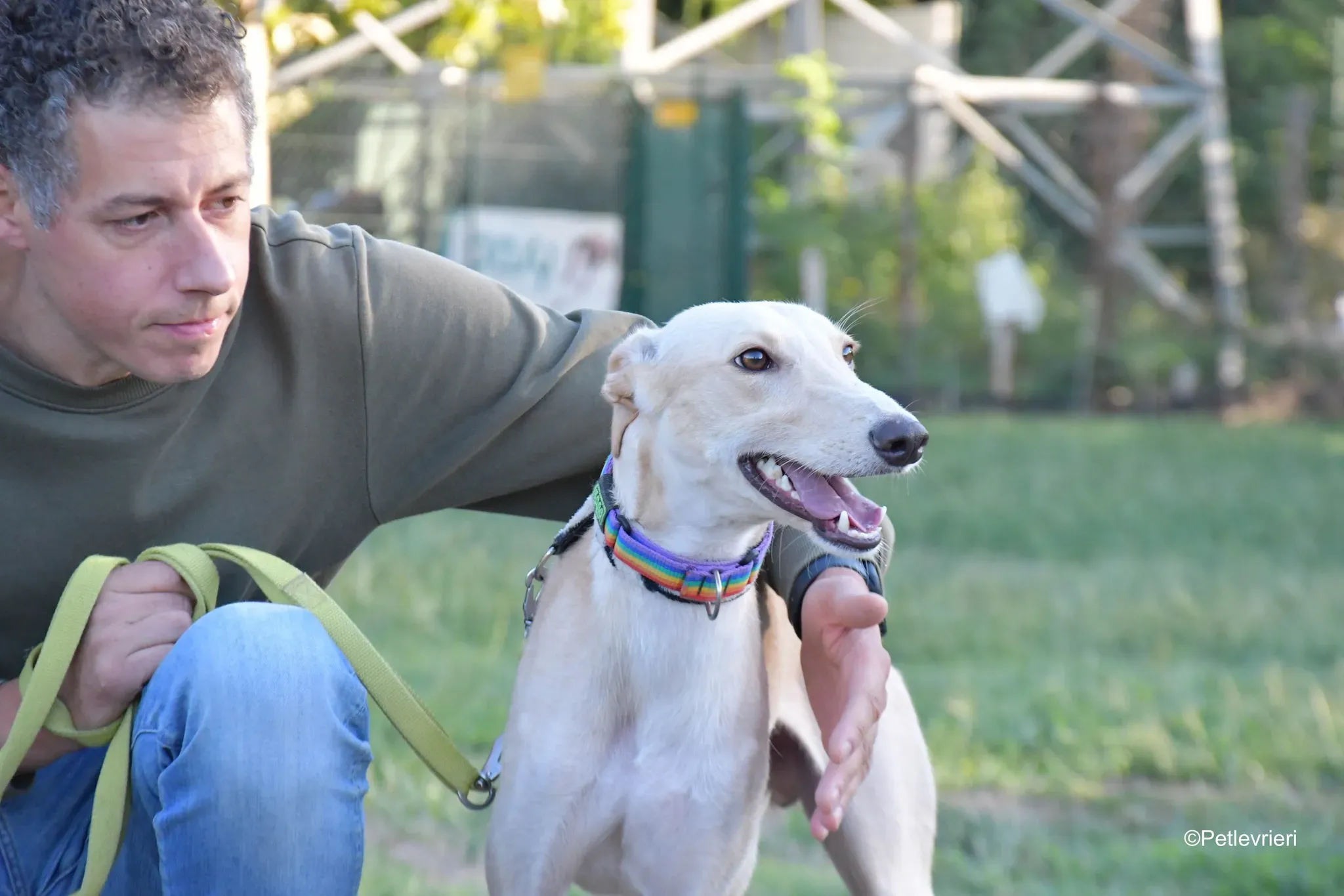 Febo adozione levrieri galgo.24