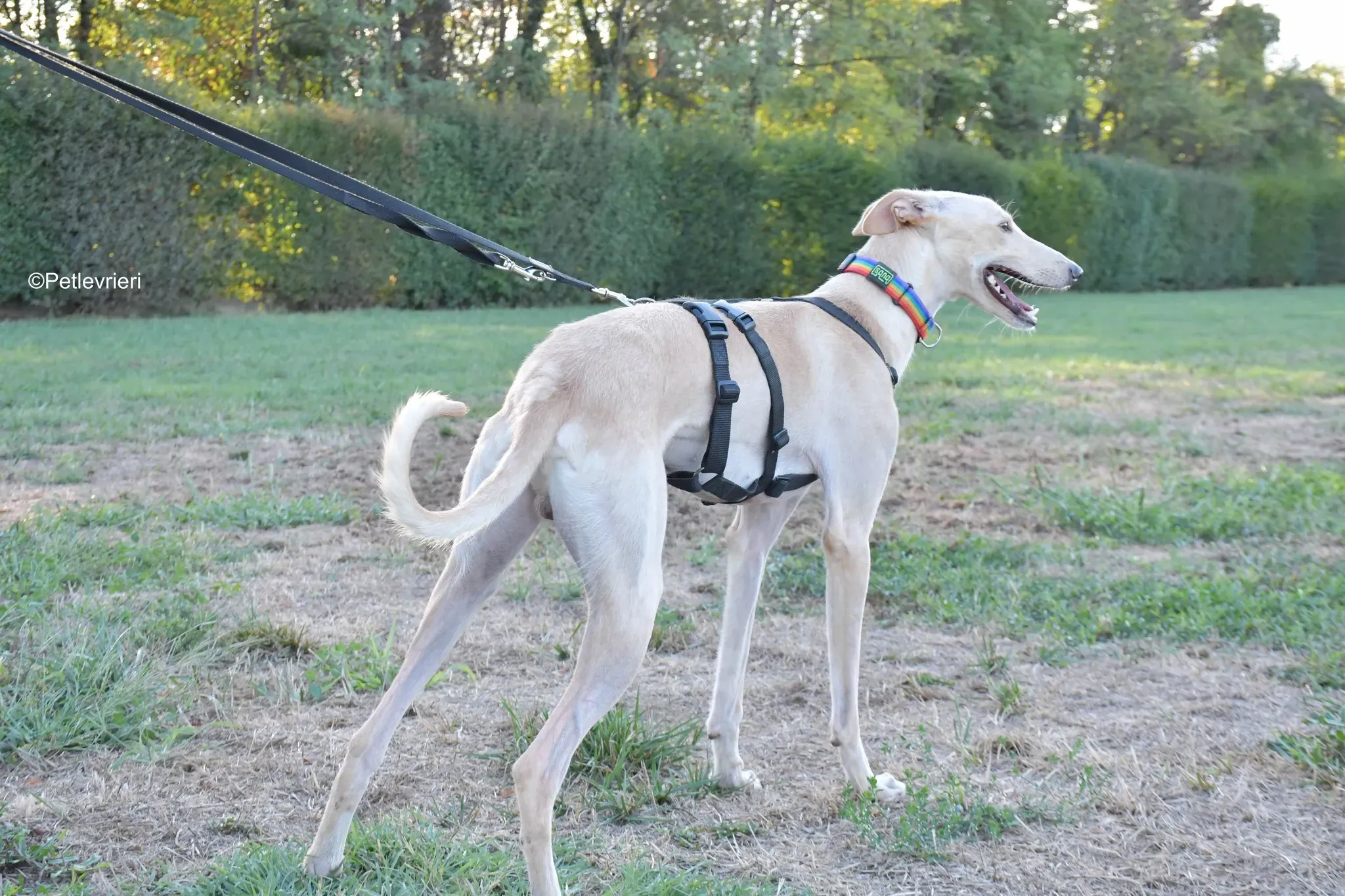 Febo adozione levrieri galgo.25