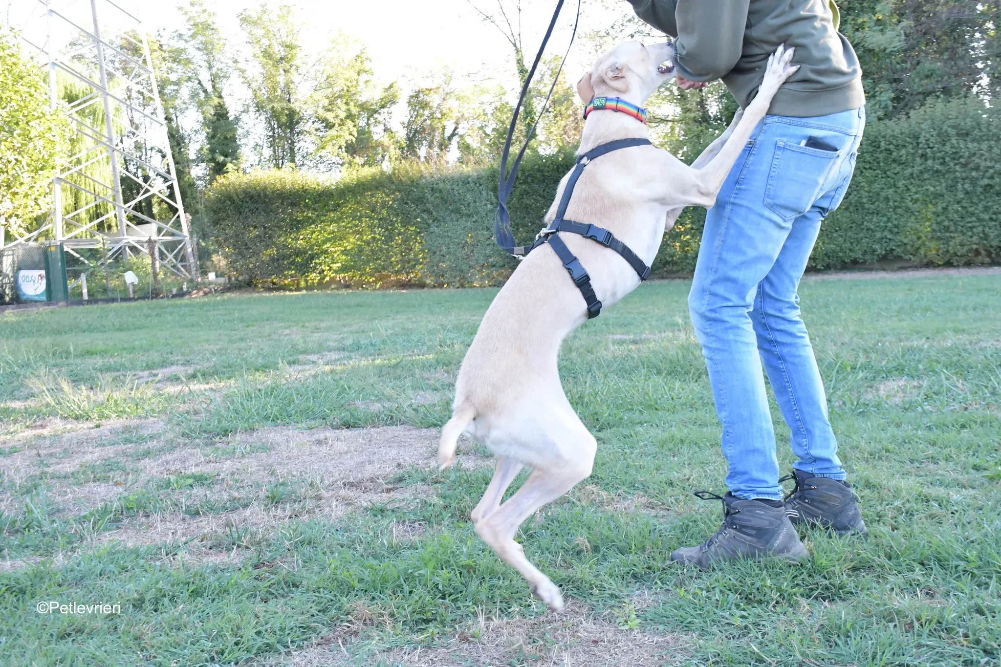 Febo adozione levrieri galgo.26