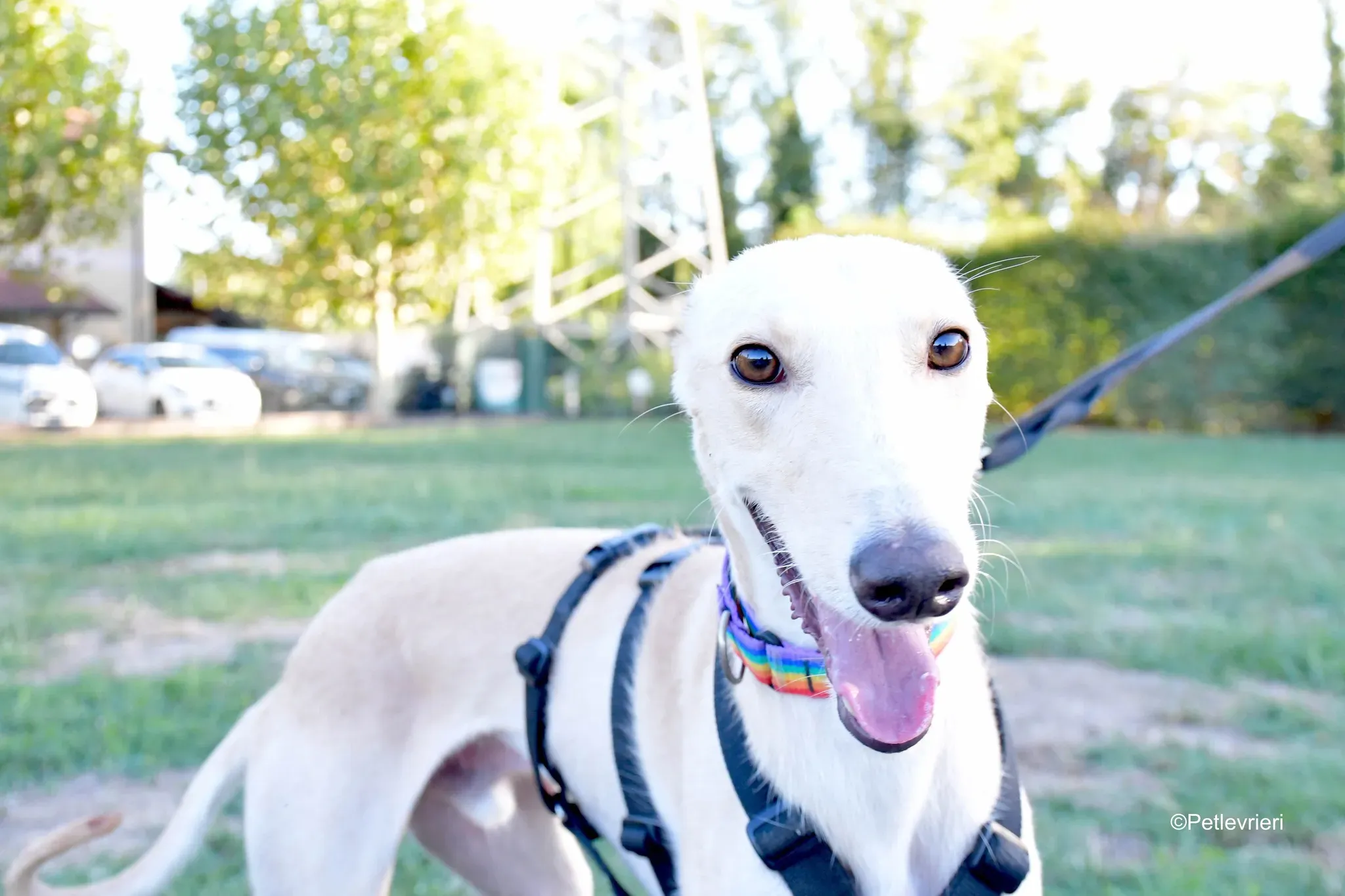 Febo adozione levrieri galgo.27