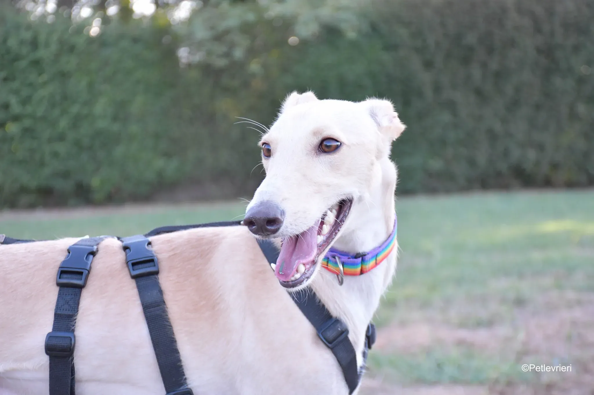 Febo adozione levrieri galgo.28