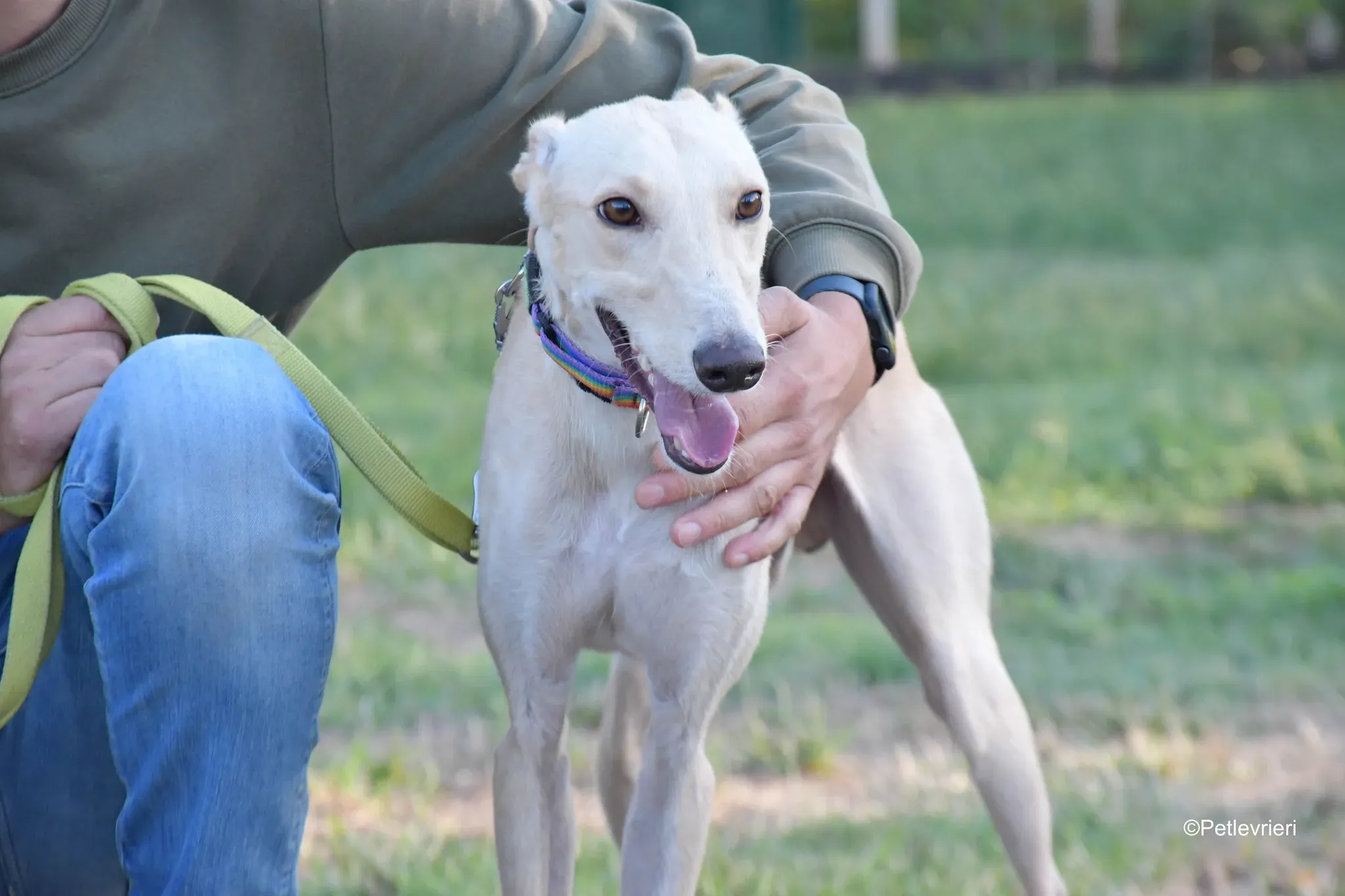 Febo adozione levrieri galgo.29