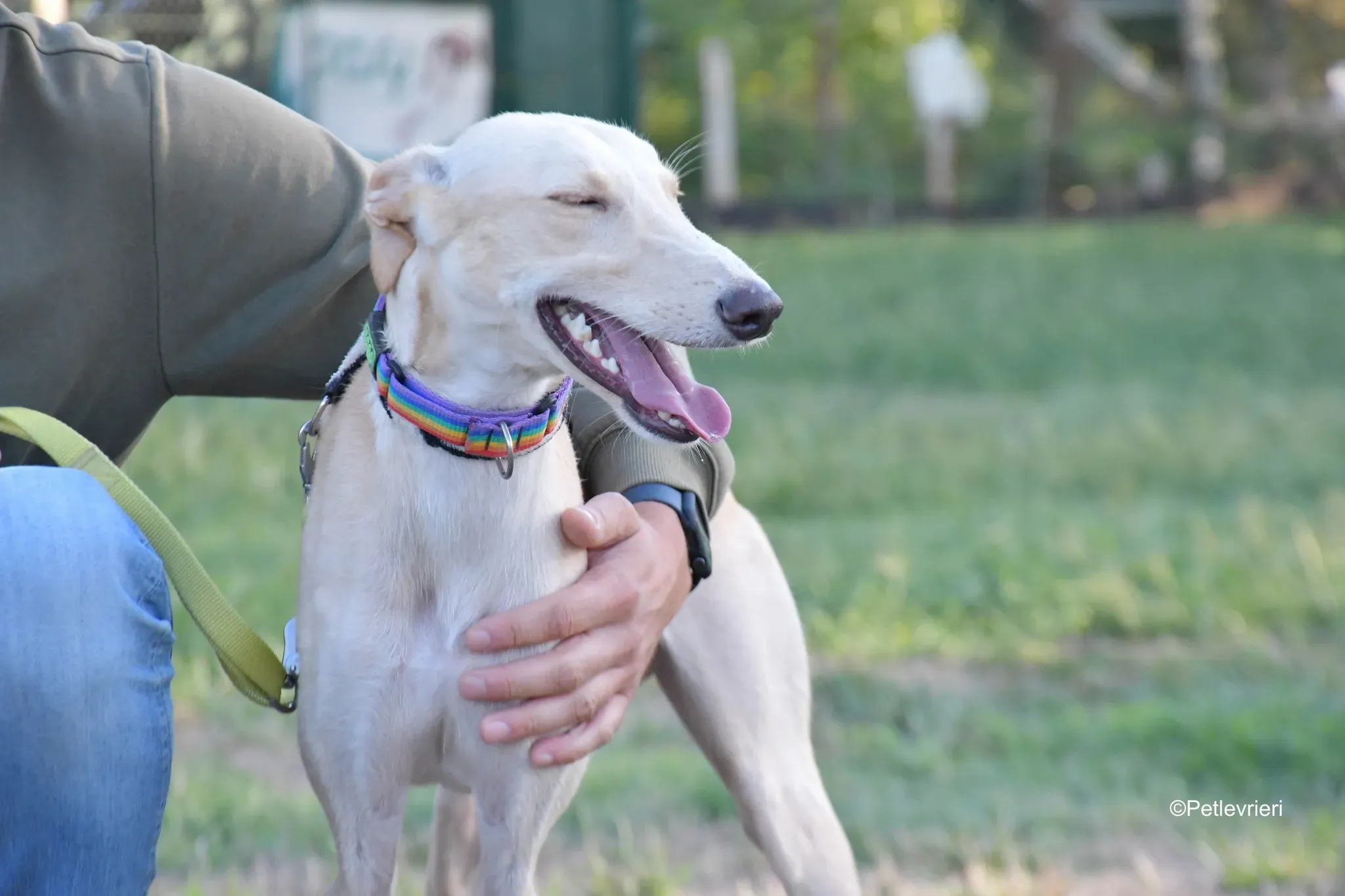 Febo adozione levrieri galgo.30