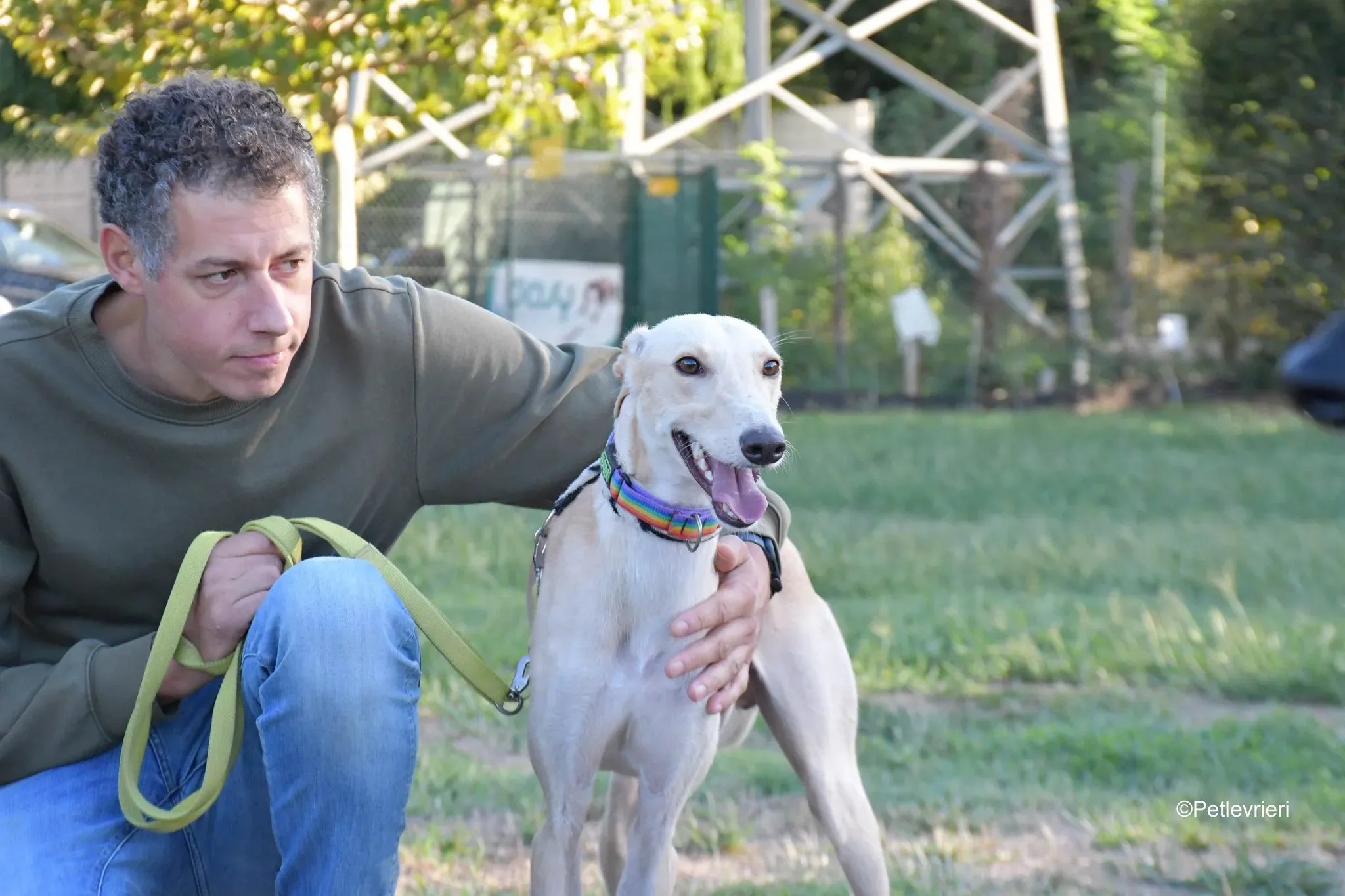 Febo adozione levrieri galgo.31