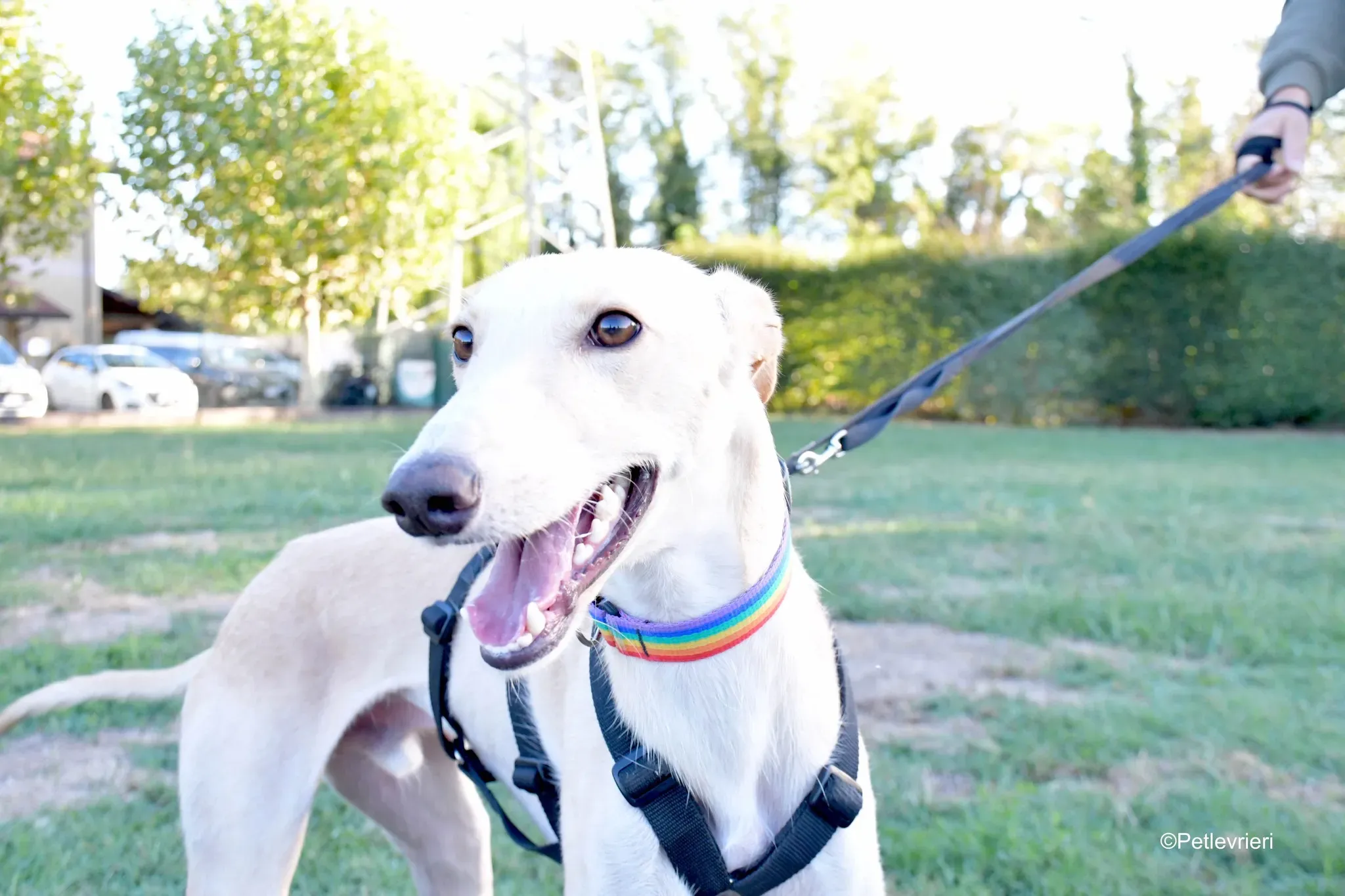 Febo adozione levrieri galgo.32