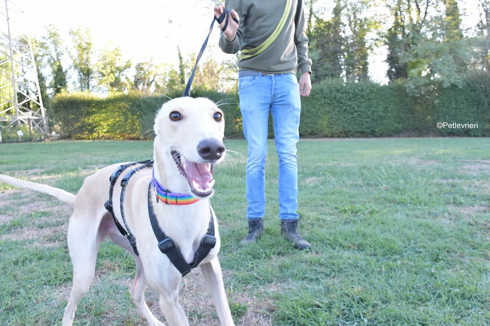 Febo adozione levrieri galgo.33