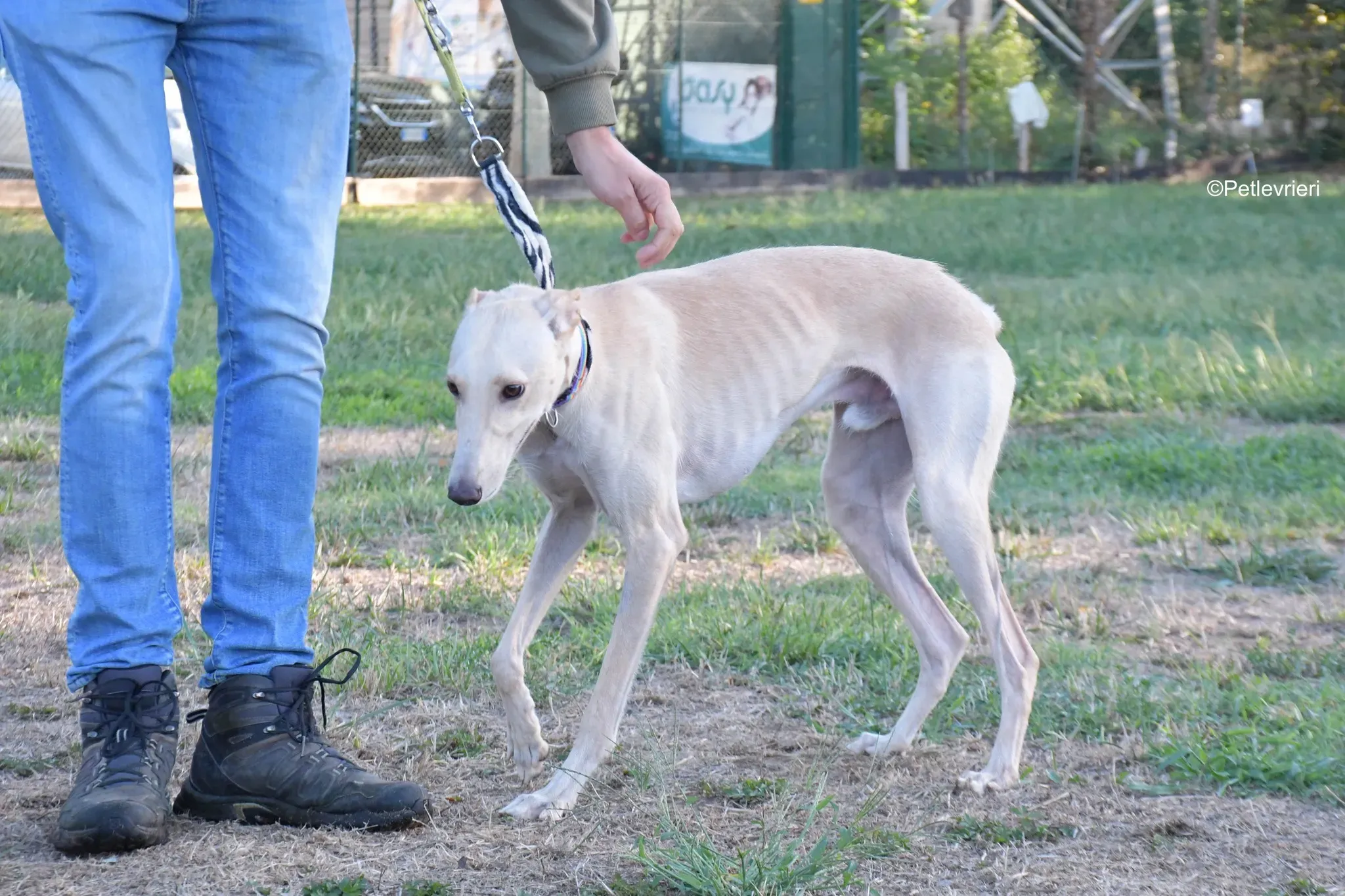 Febo adozione levrieri galgo.34