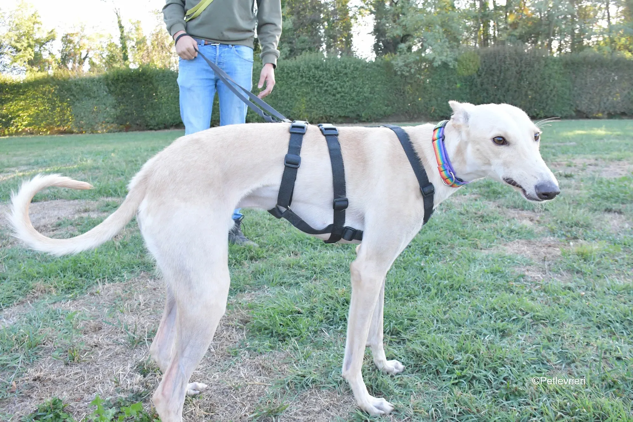 Febo adozione levrieri galgo.35