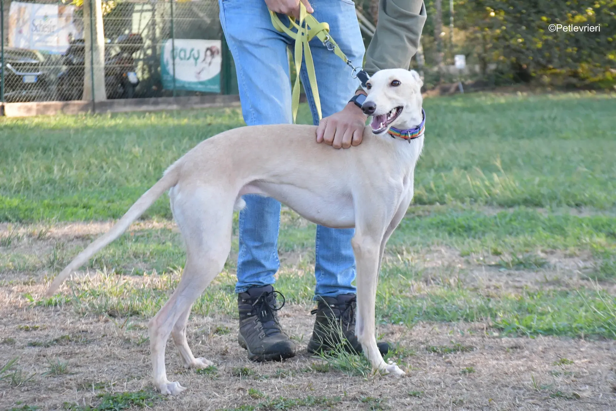 Febo adozione levrieri galgo.36