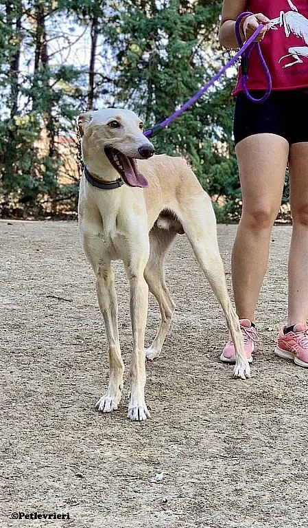 Febo ex Troy adozione levrieri galgo 02