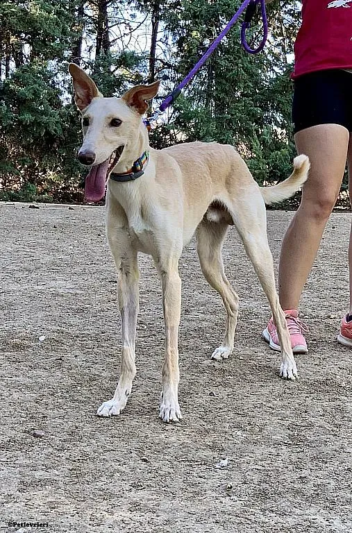 Febo ex Troy adozione levrieri galgo 03