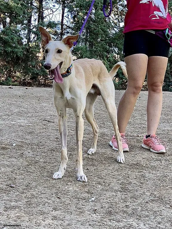 Febo ex Troy adozione levrieri galgo 04