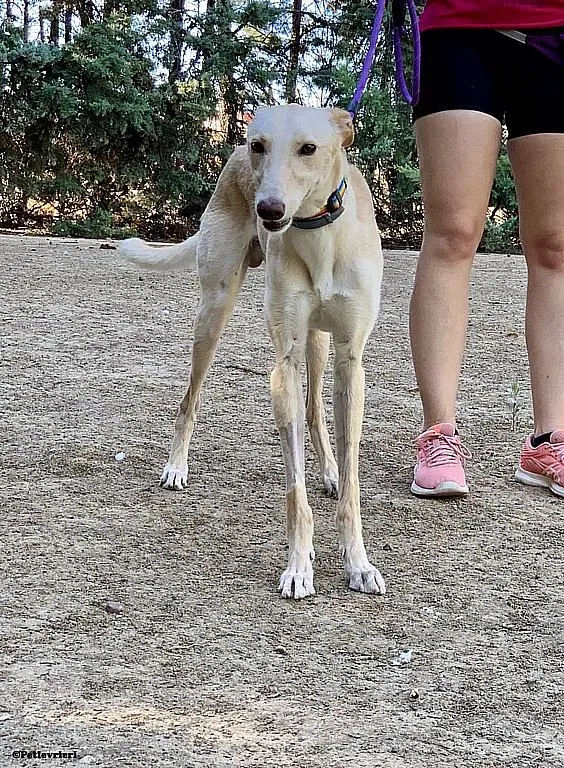 Febo ex Troy adozione levrieri galgo 06