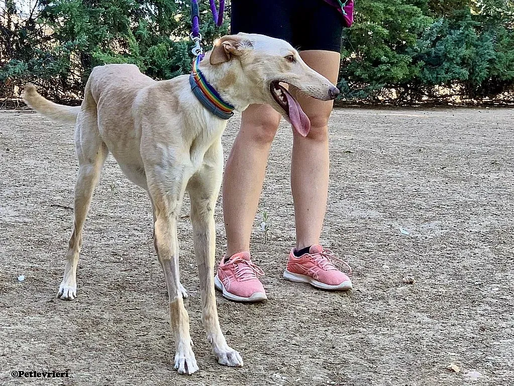 Febo ex Troy adozione levrieri galgo 07