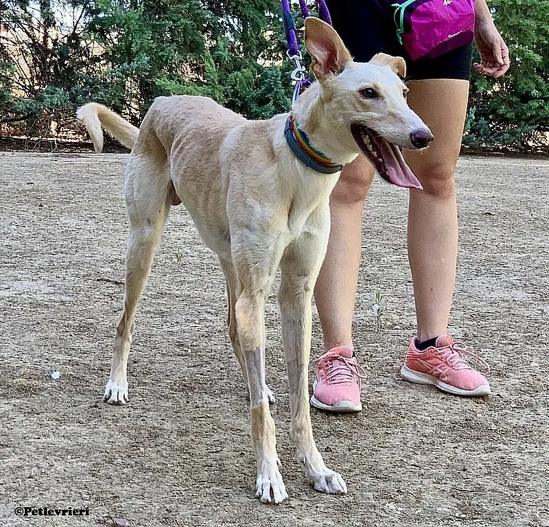 Febo ex Troy adozione levrieri galgo 08