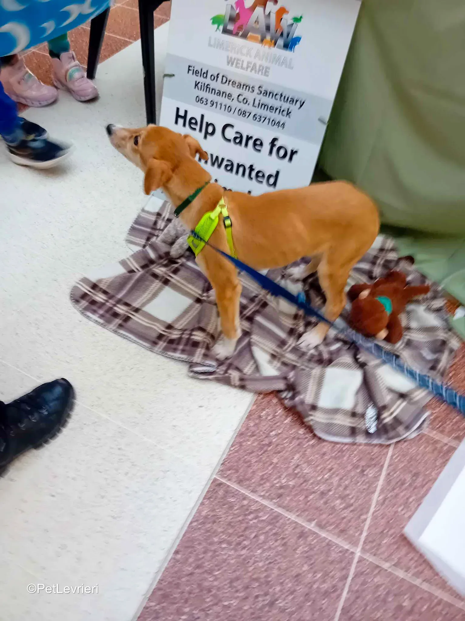 Felim adozione greyhound 01